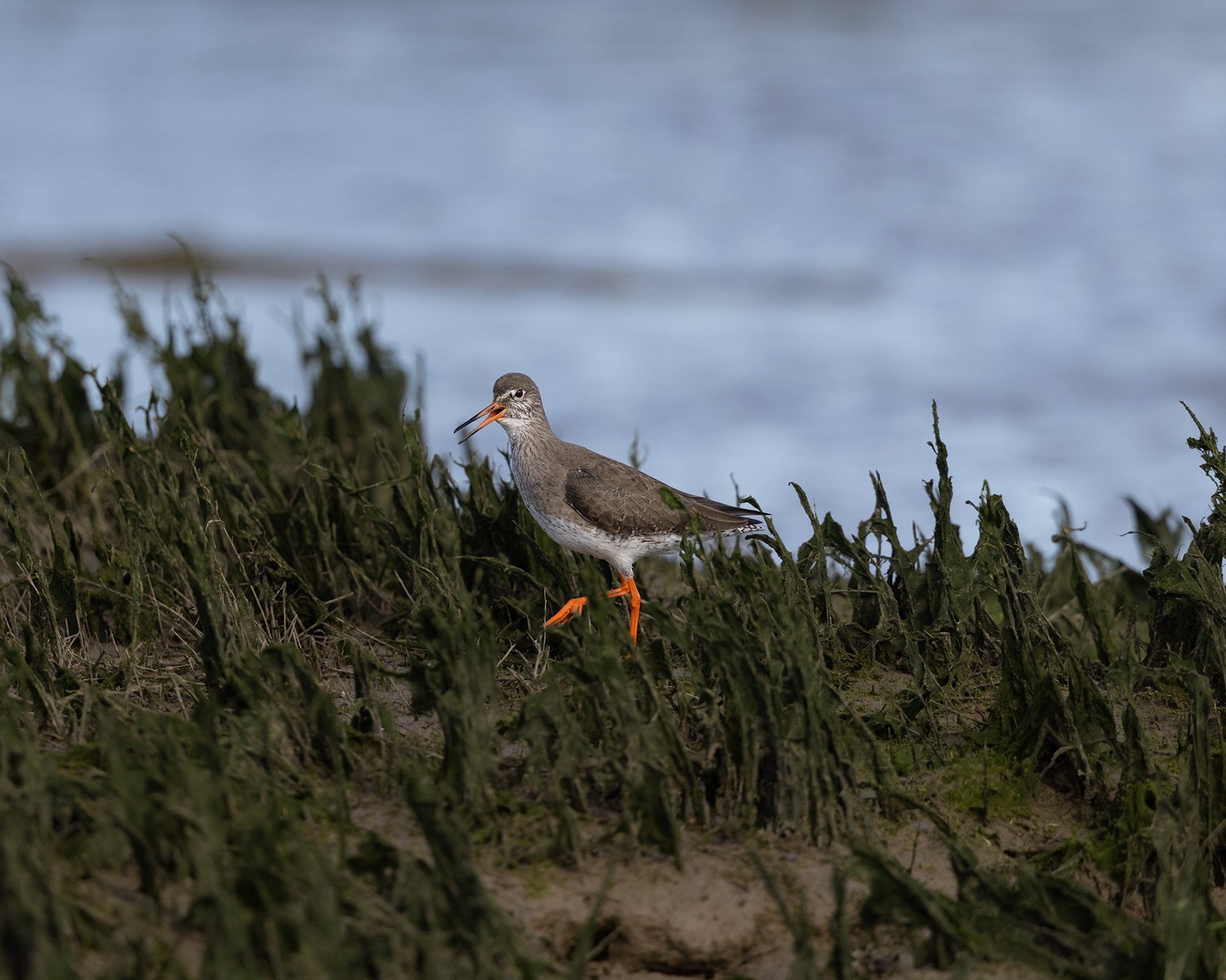 Redshank