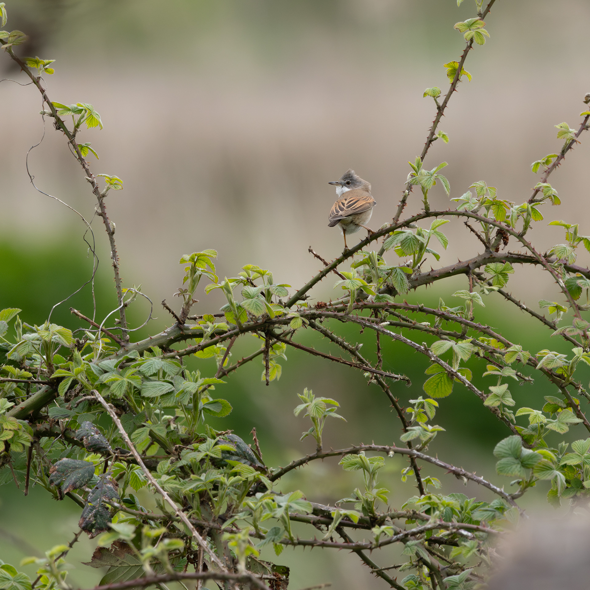 Common Whitethroat