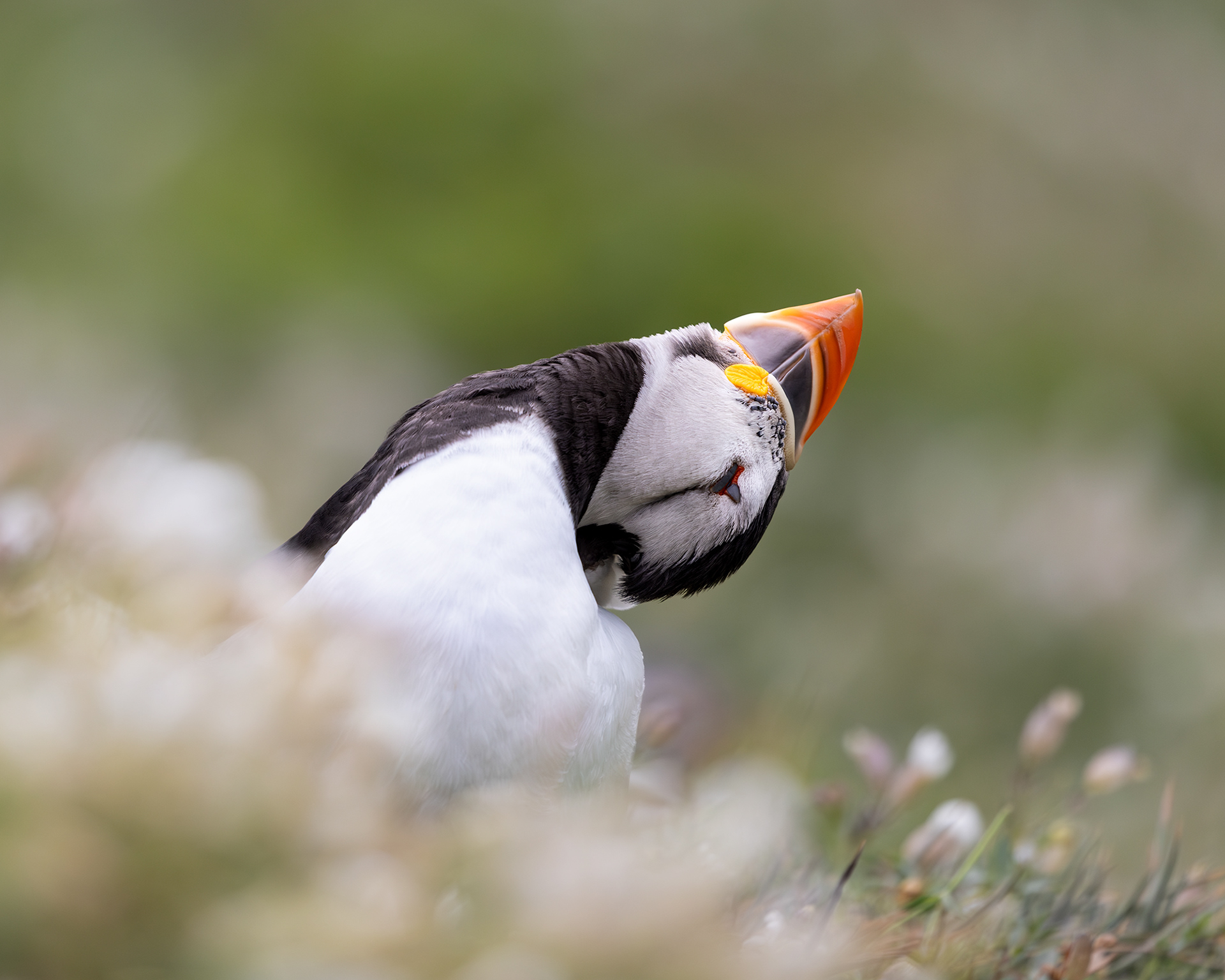 Atlantic Puffin having a scratch