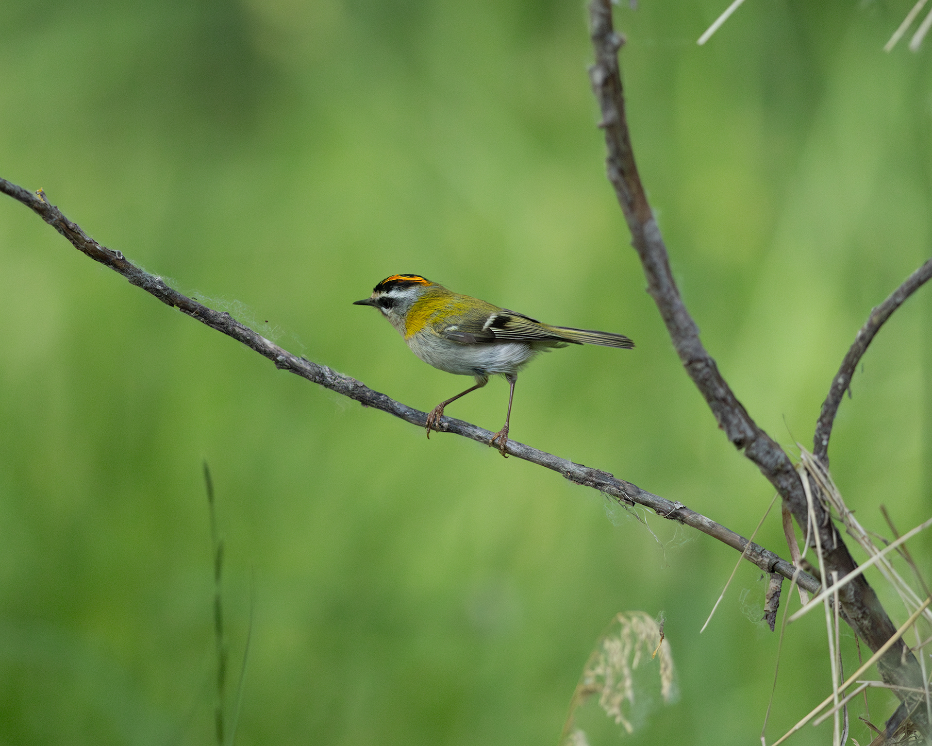 Firecrest