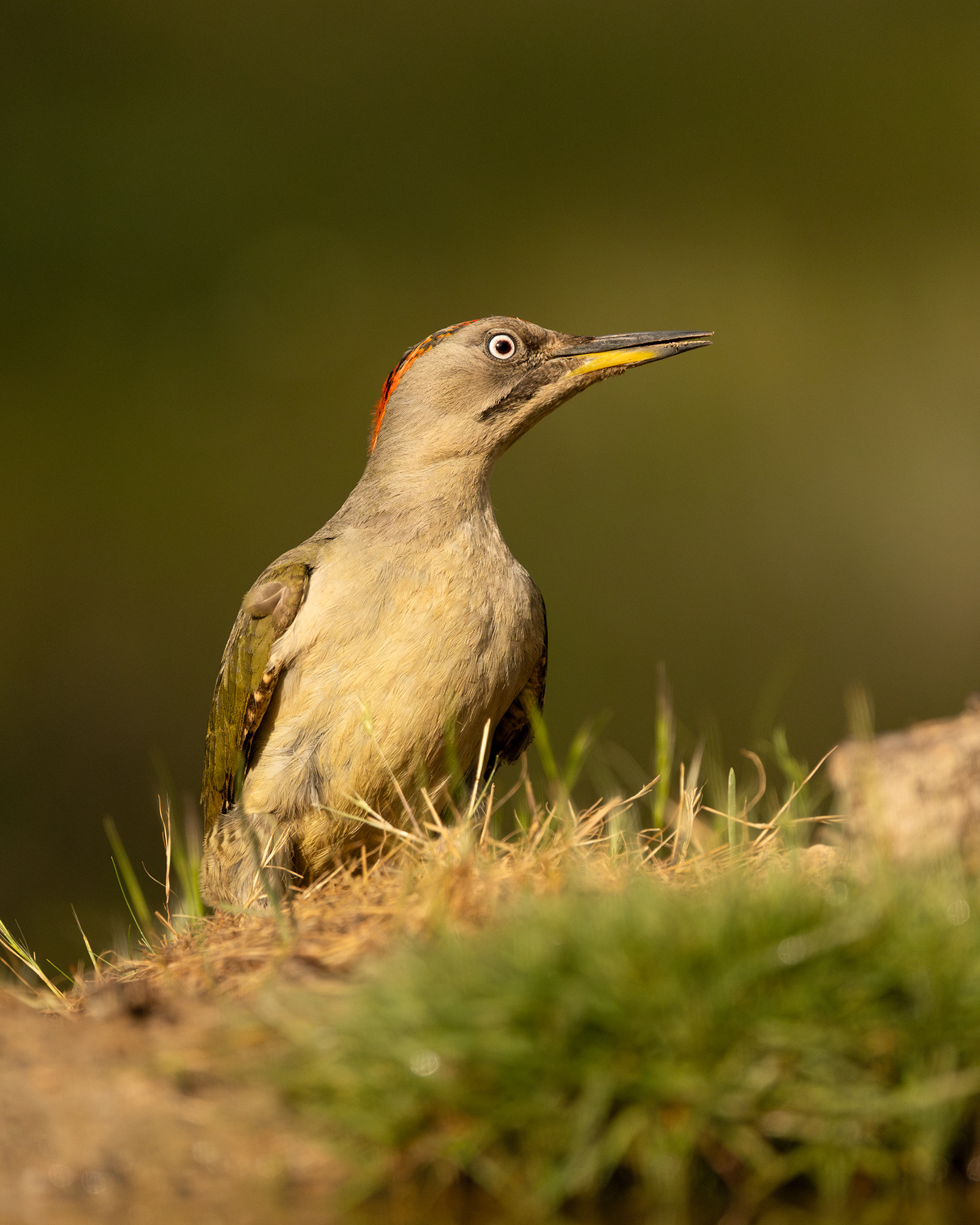 Iberian Green Woodpecker