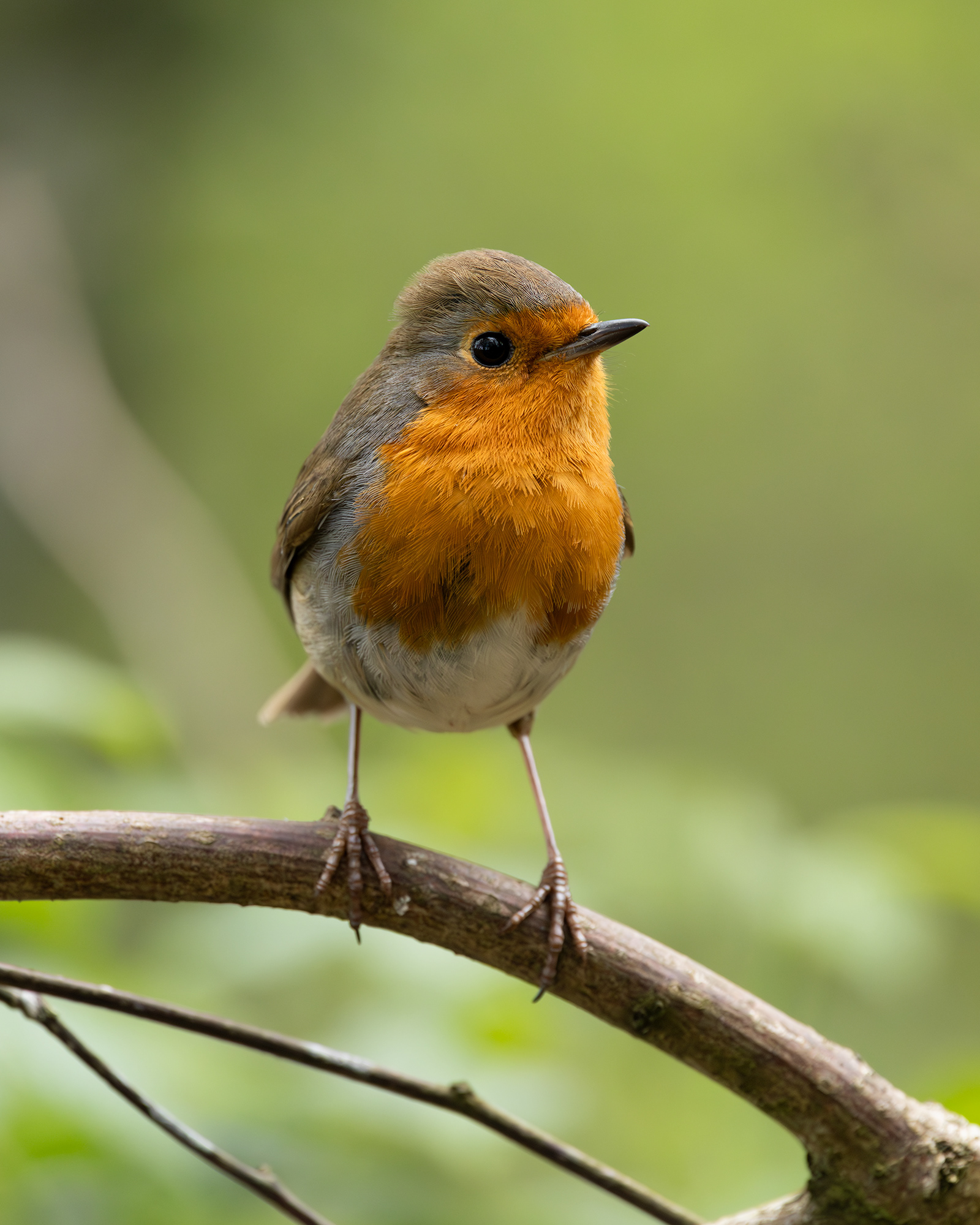 Robin