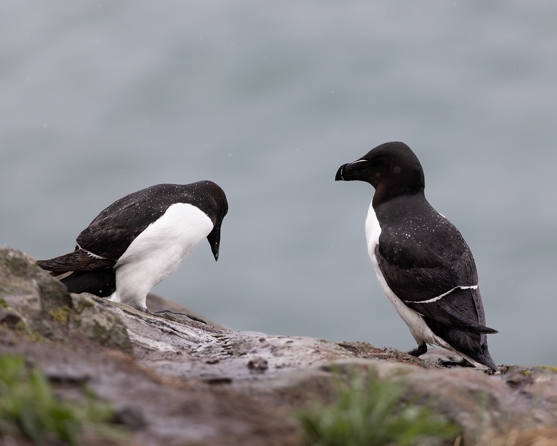 Razorbills