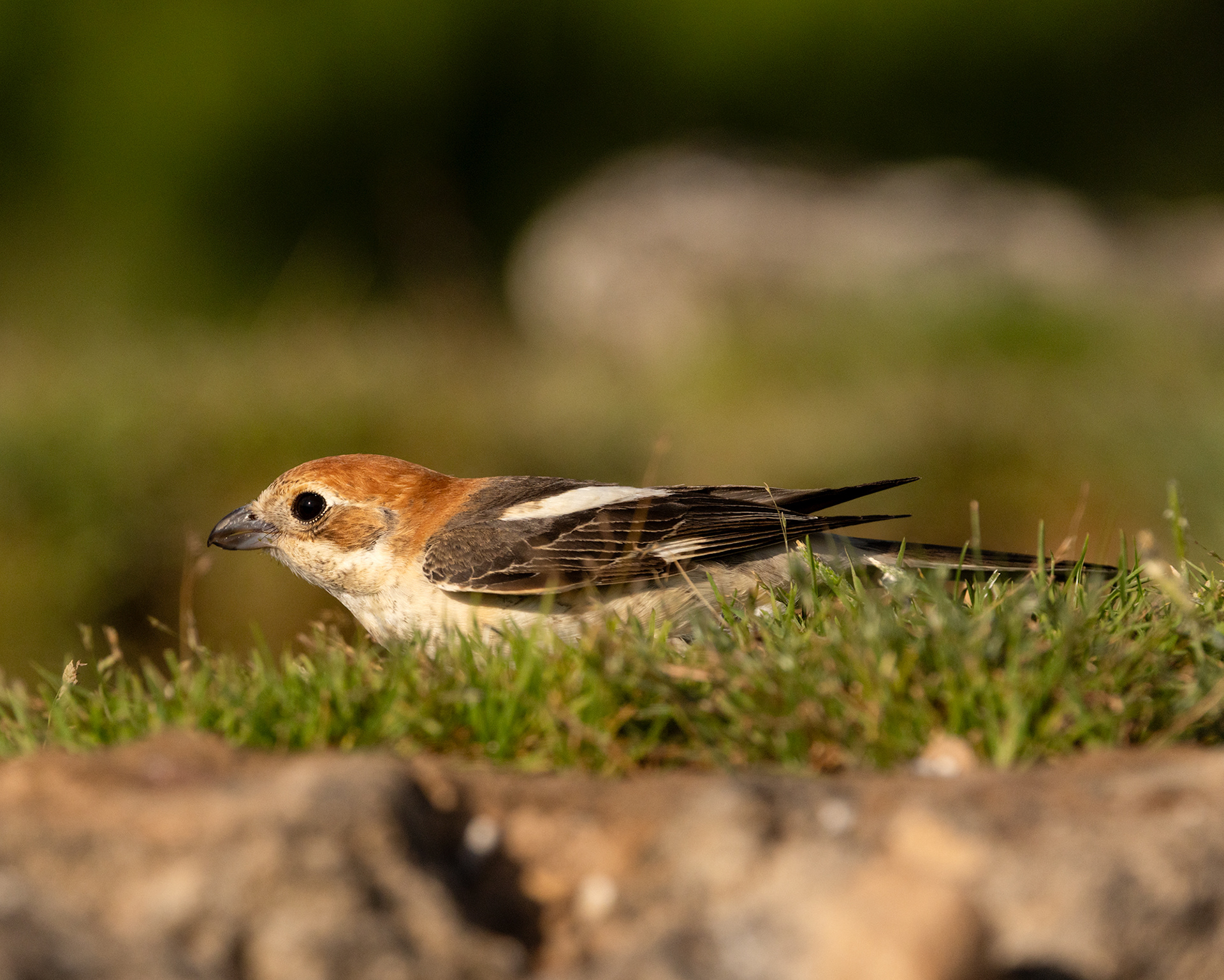 Woodchat Shrike