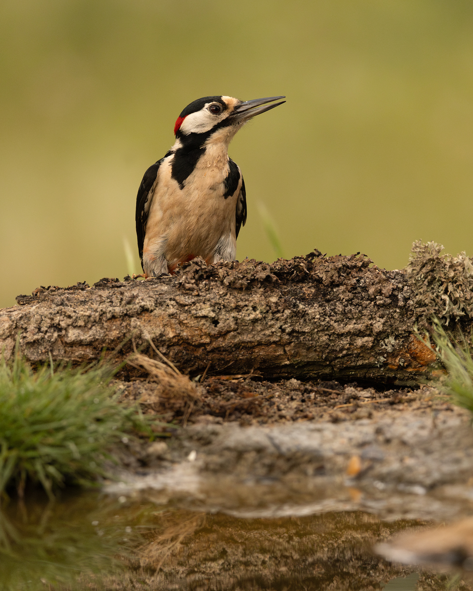 Great Spotted Woodpecker