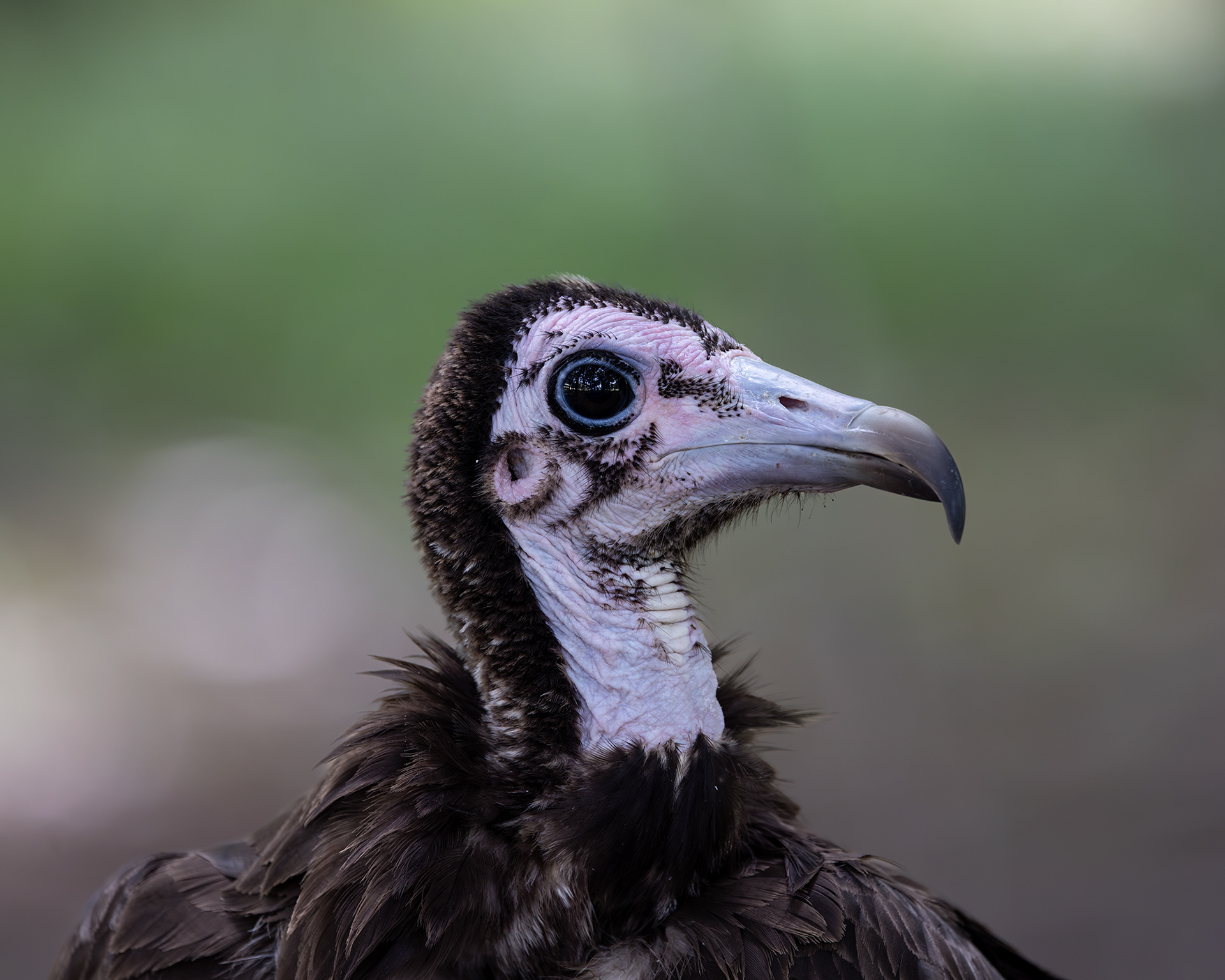 Hooded Vulture