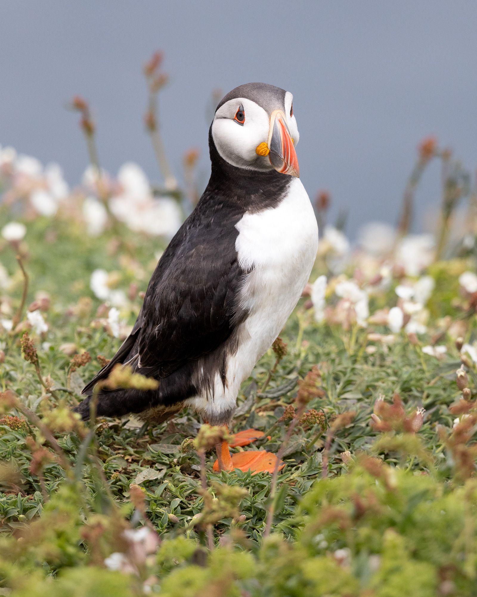 Atlantic Puffin