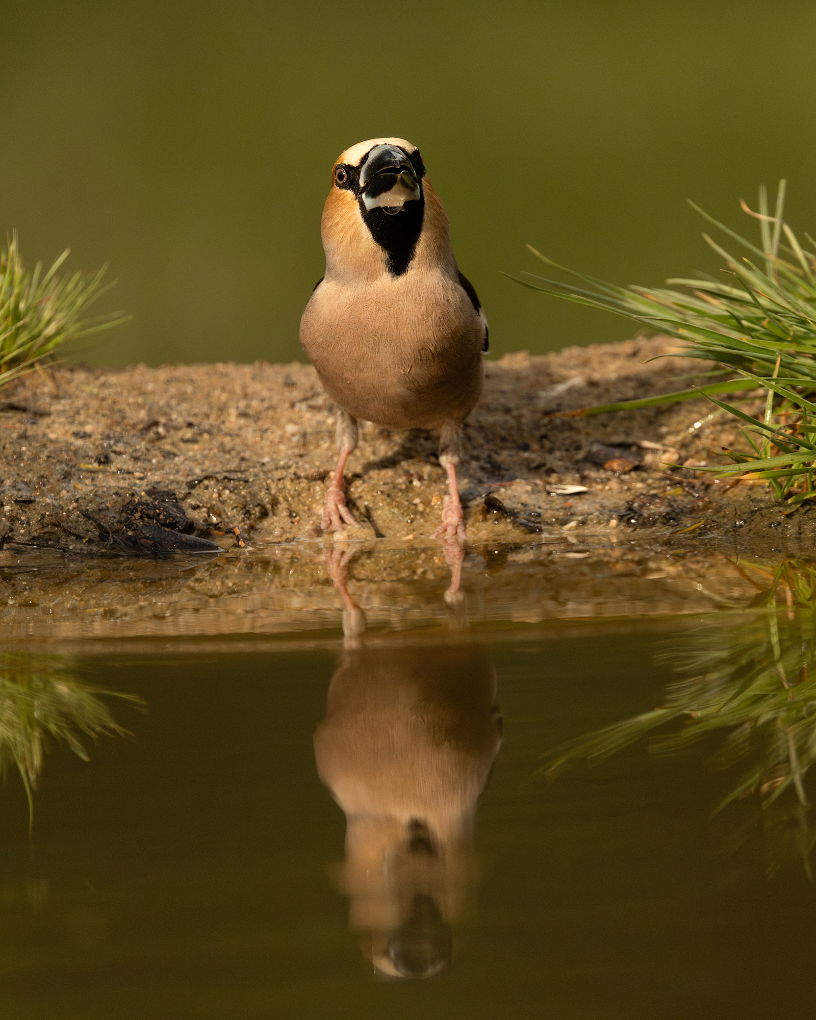 Hawfinch