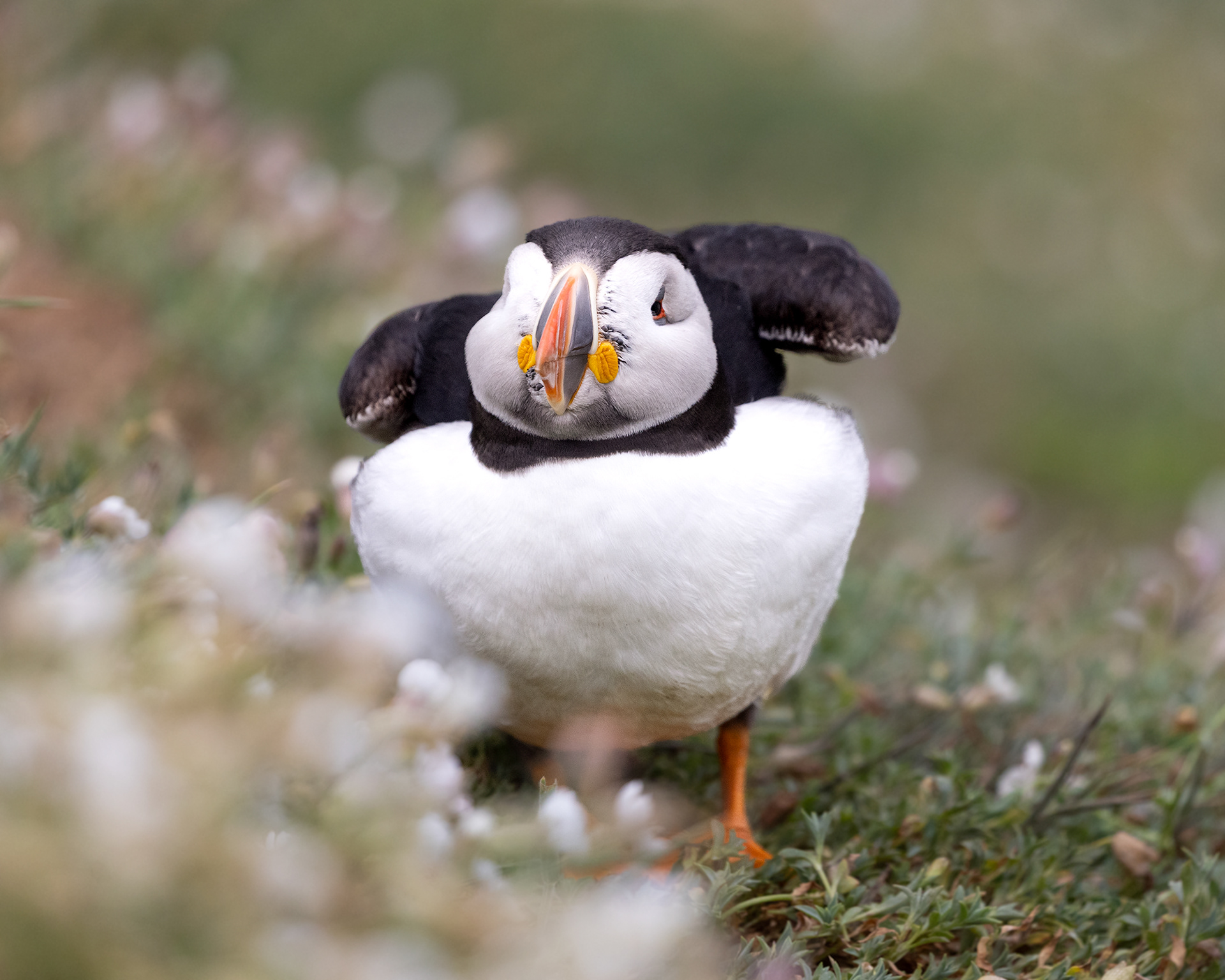 Atlantic Puffin - notice ticks on the face