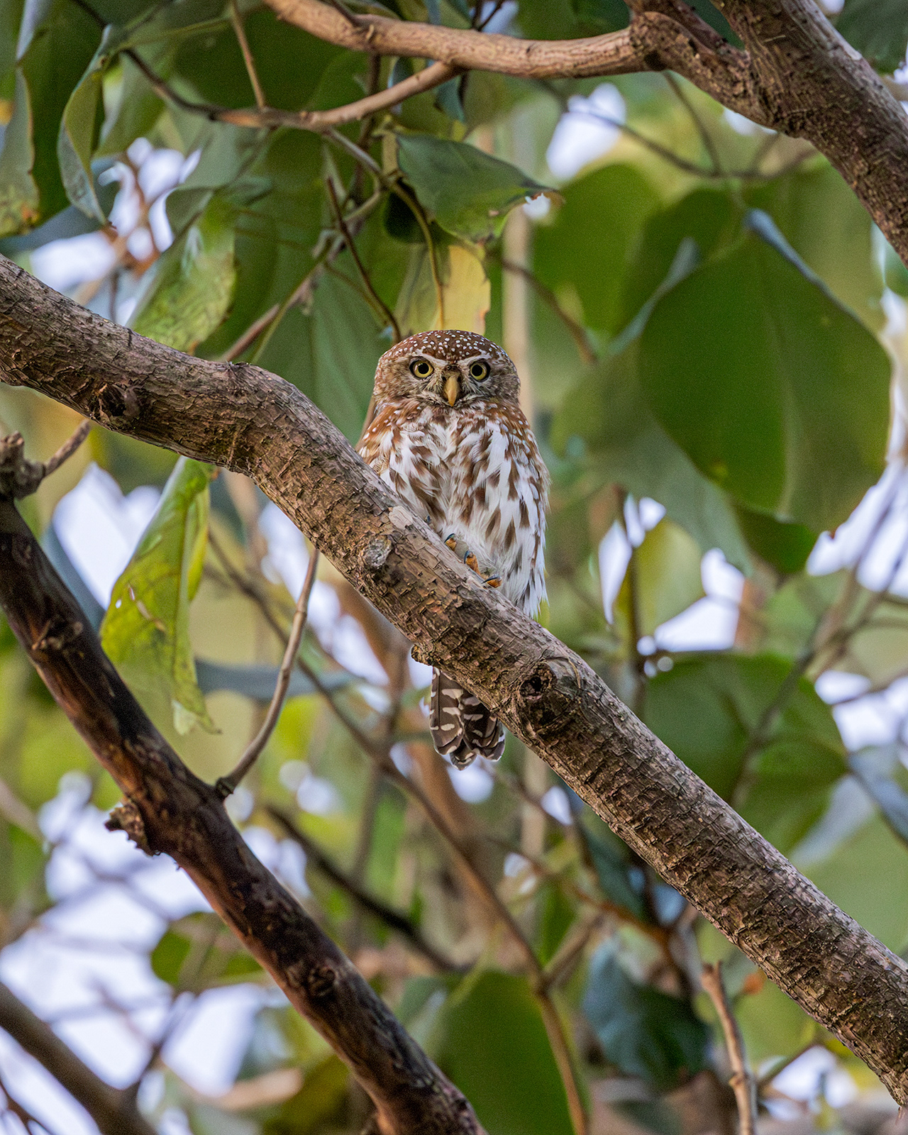 Pearl-spotted Owlet