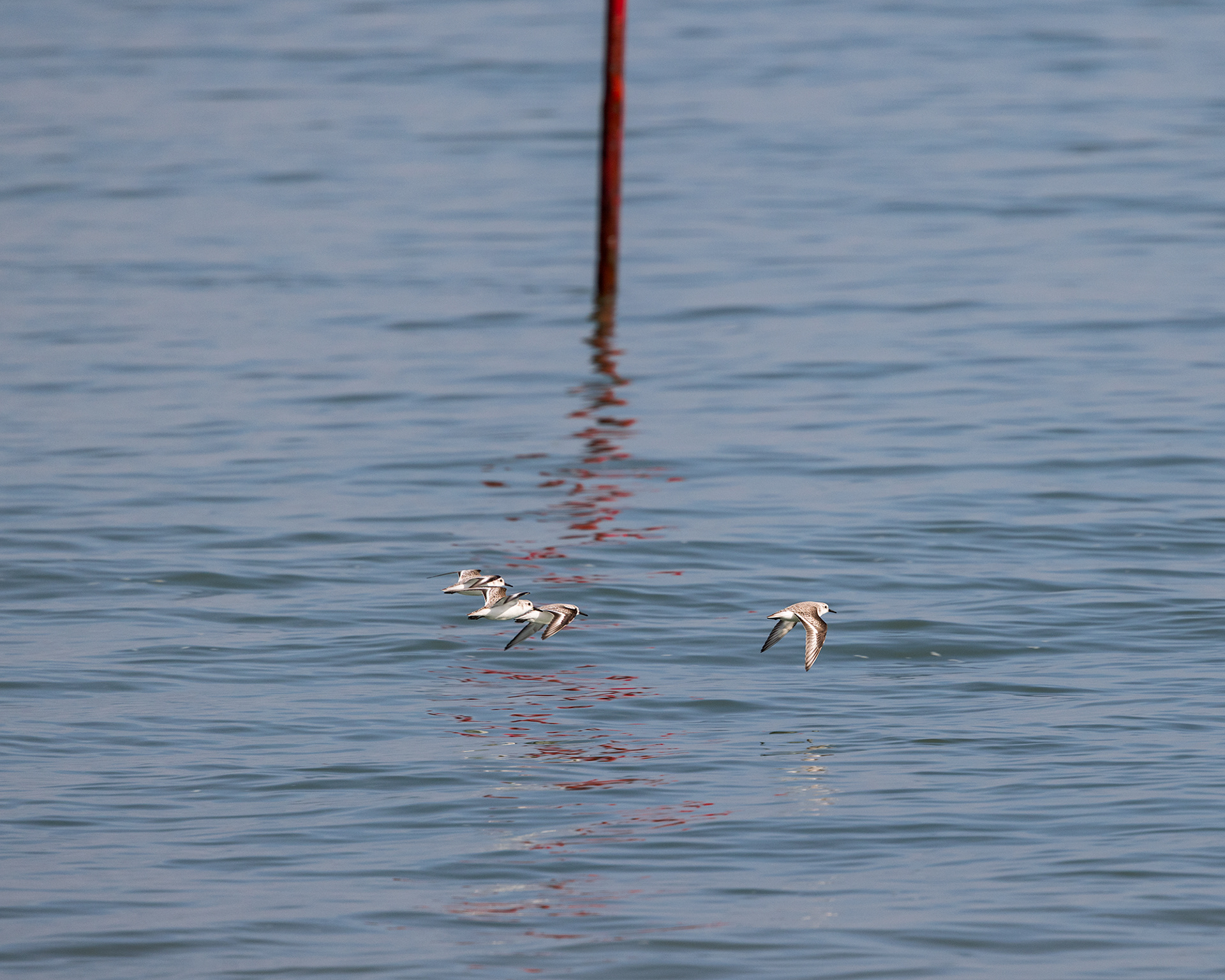 Sanderling