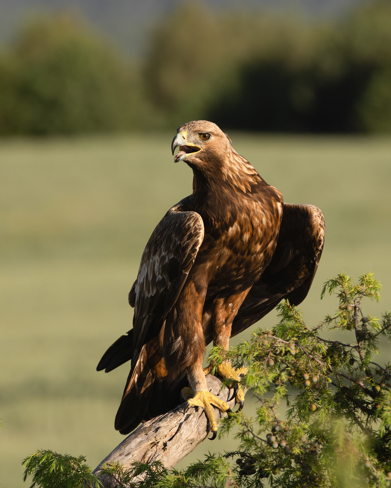 Golden Eagle