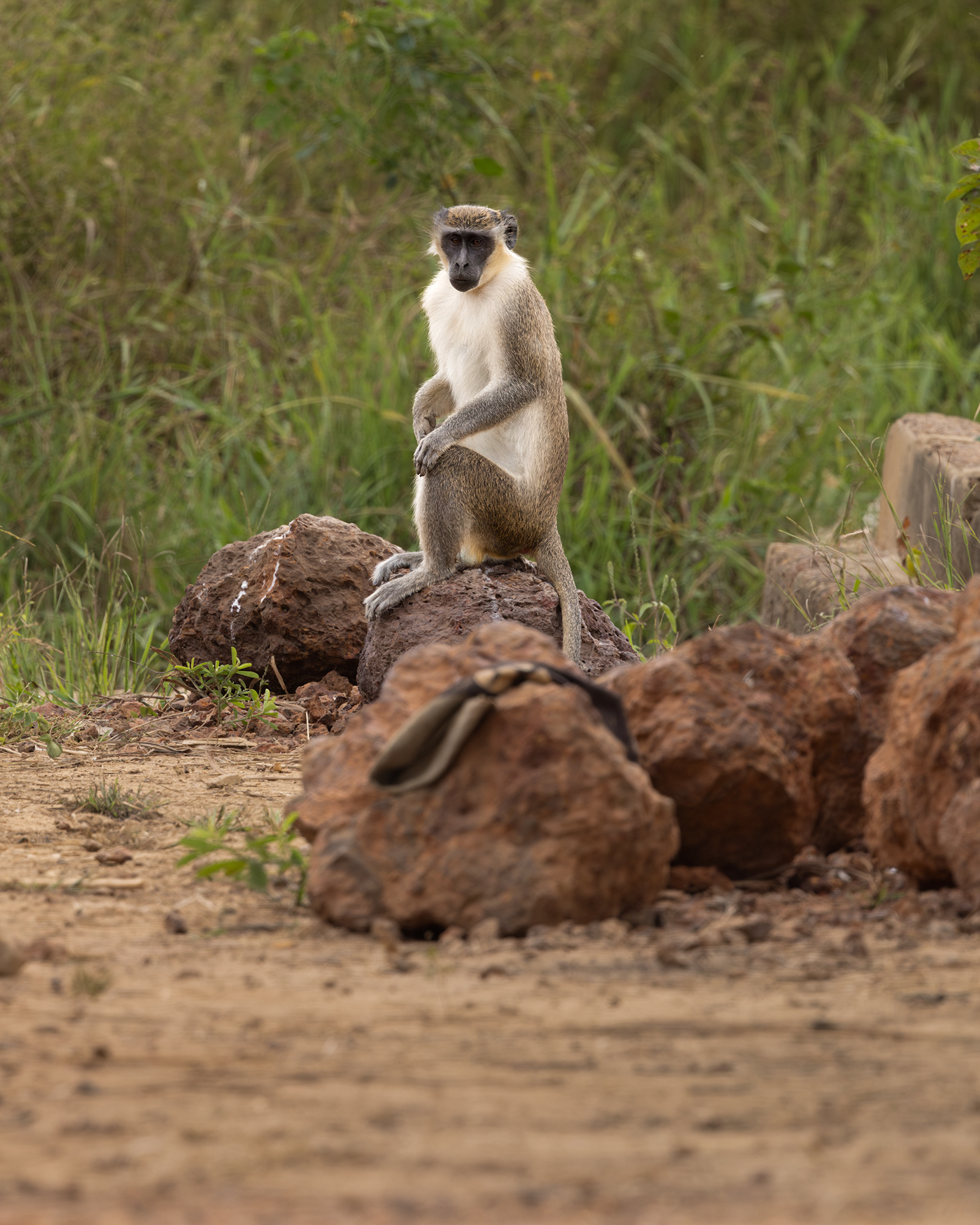 Green Vervet Monkey