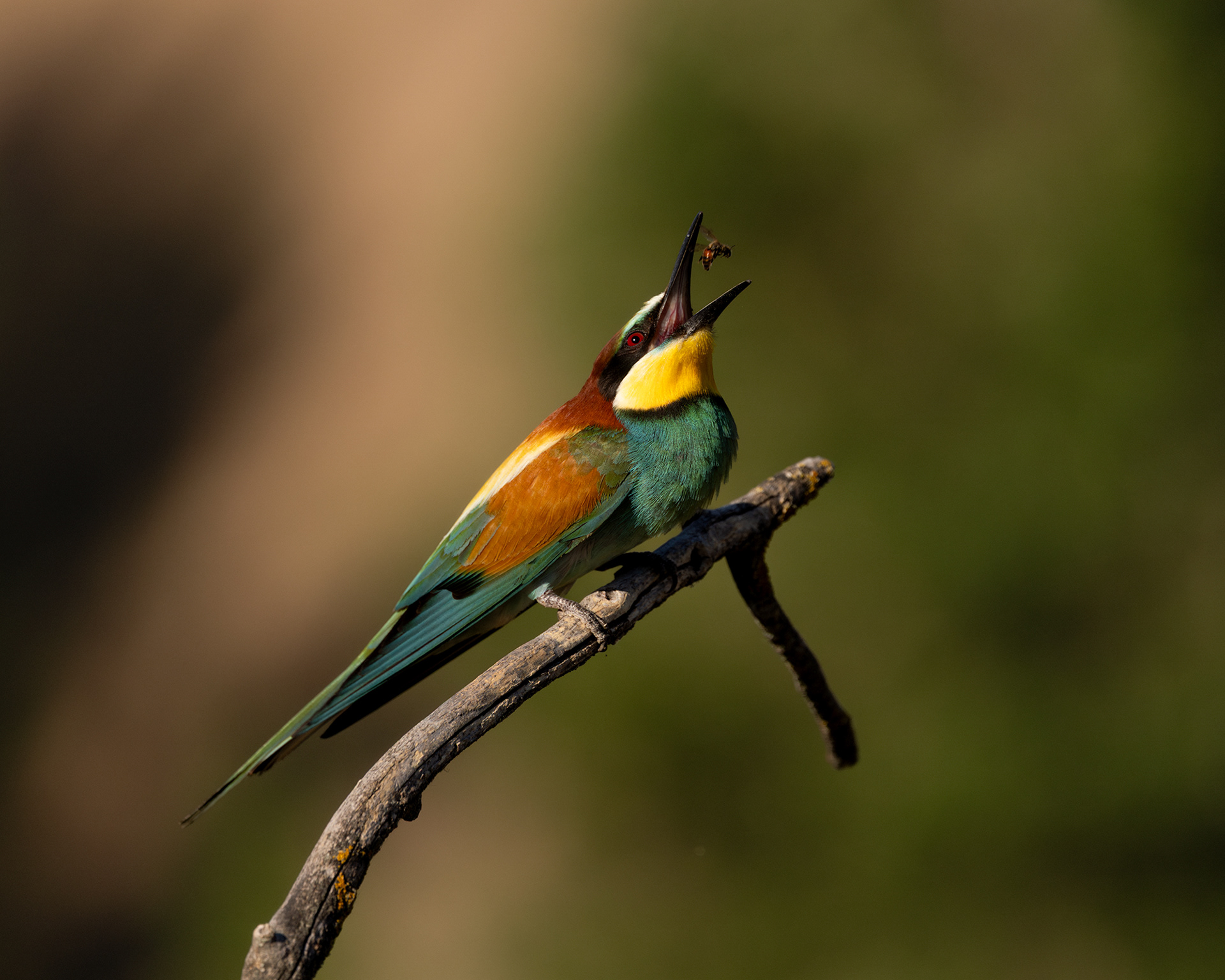 European Bee-eater