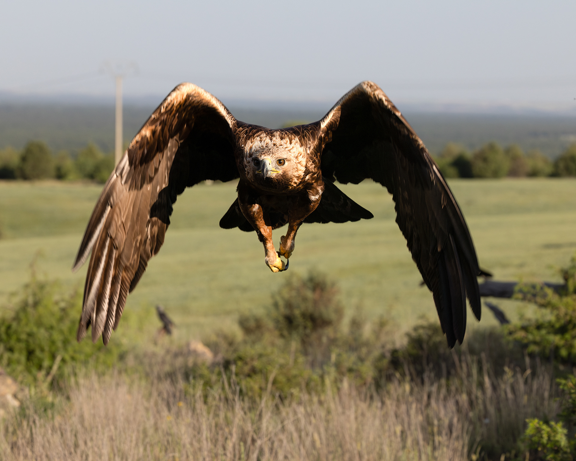 Golden Eagle