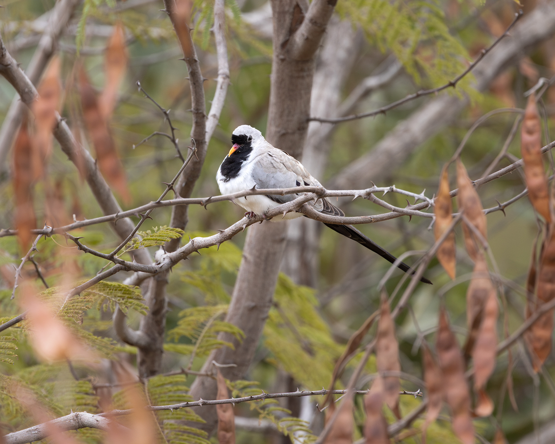 Namaqua Dove