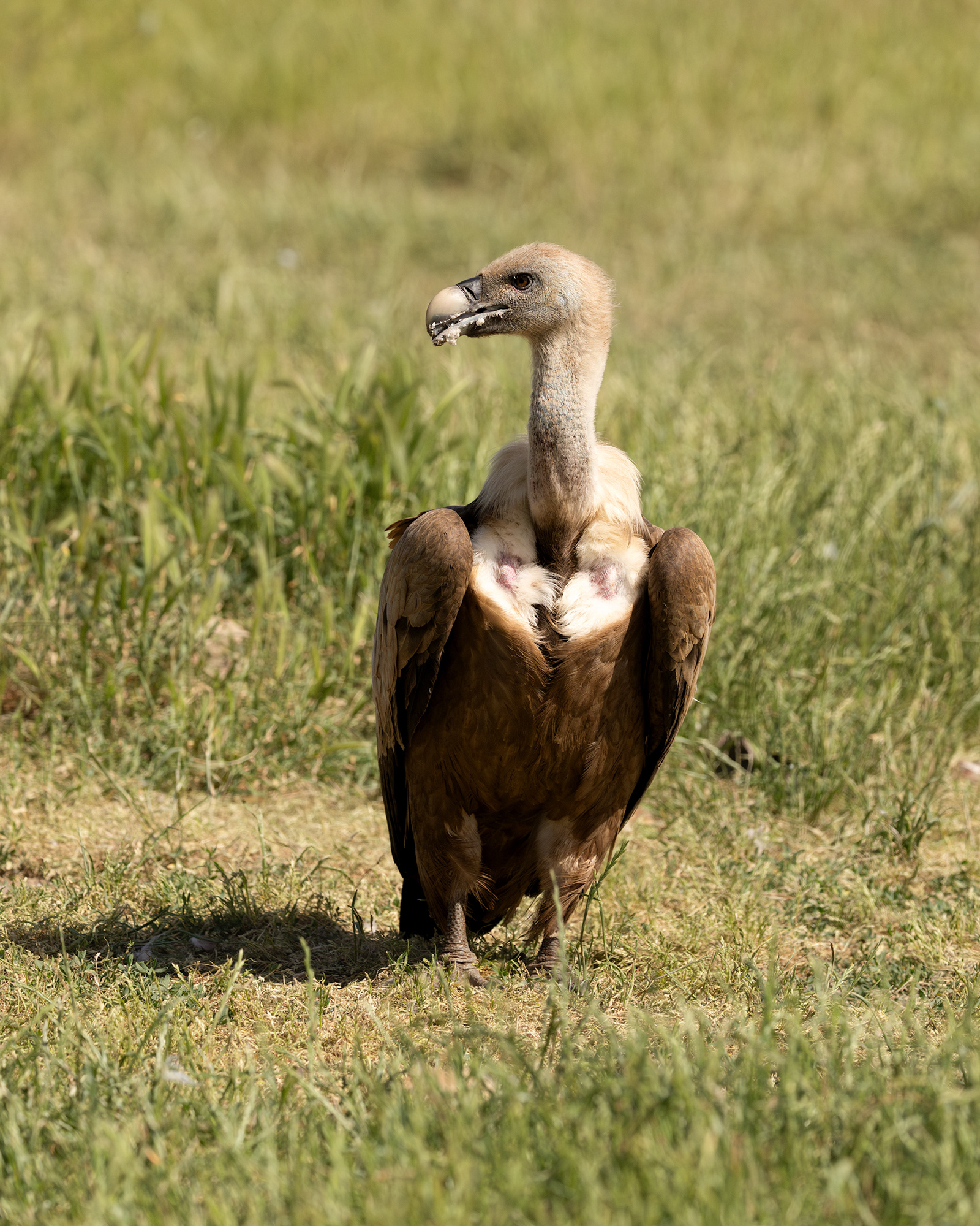 Griffon Vulture