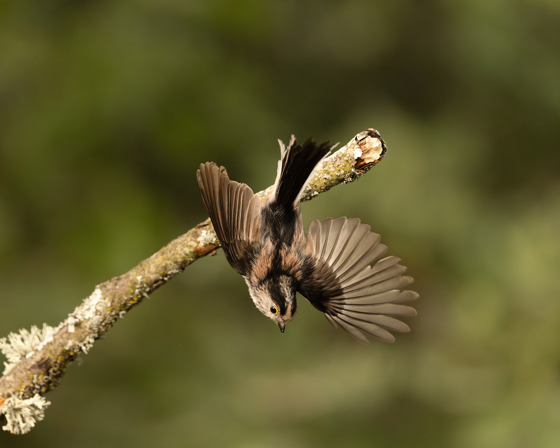 Long-tailed Tit