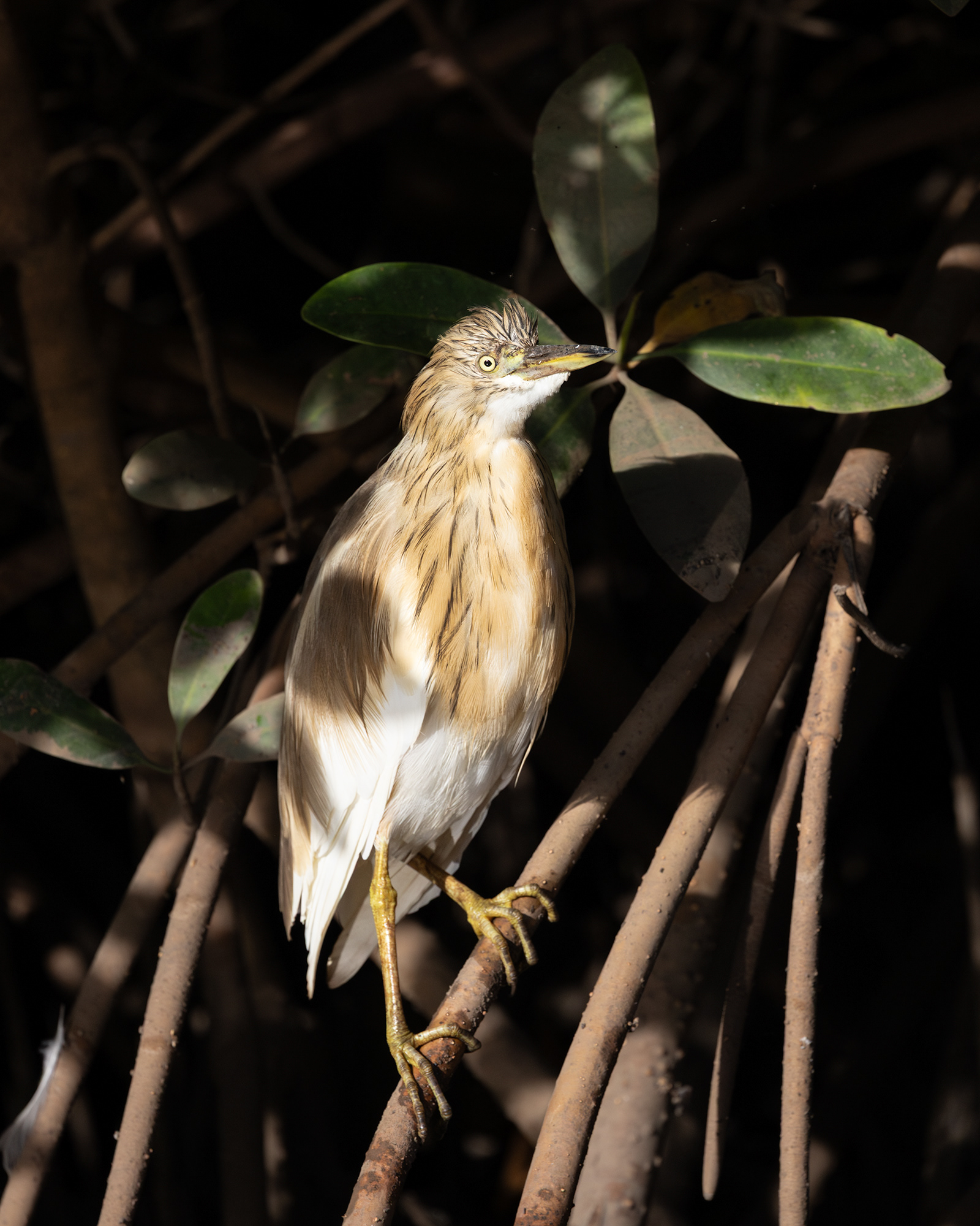 Squacco Heron