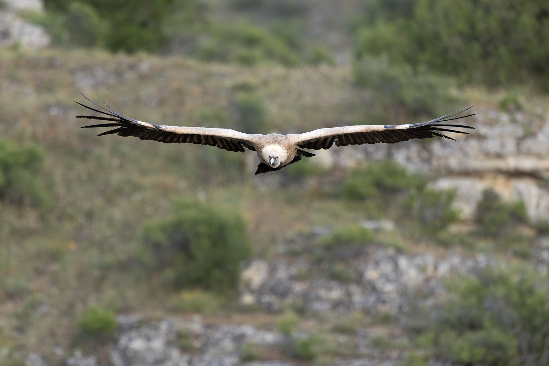 Griffon Vulture