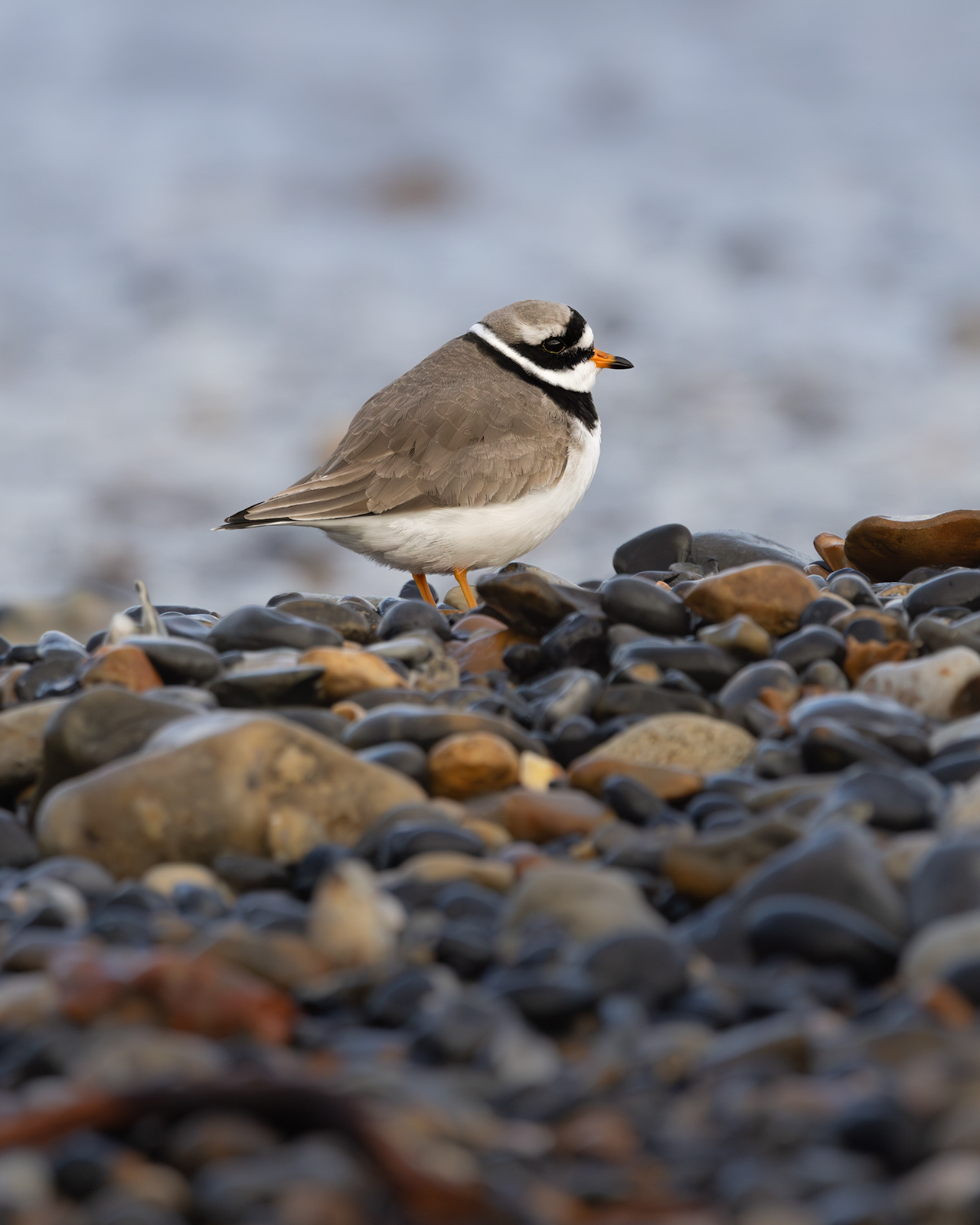 Ringed Plover