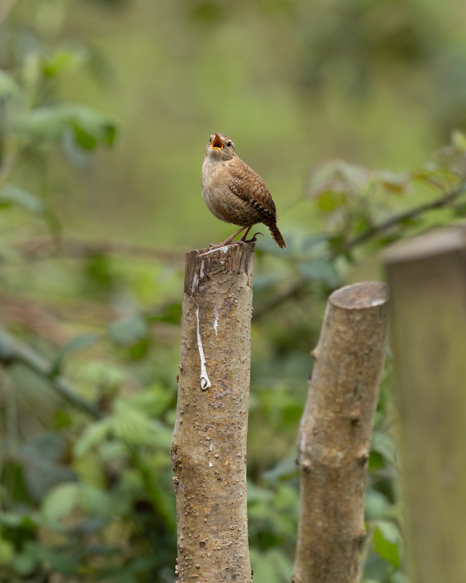 Wren