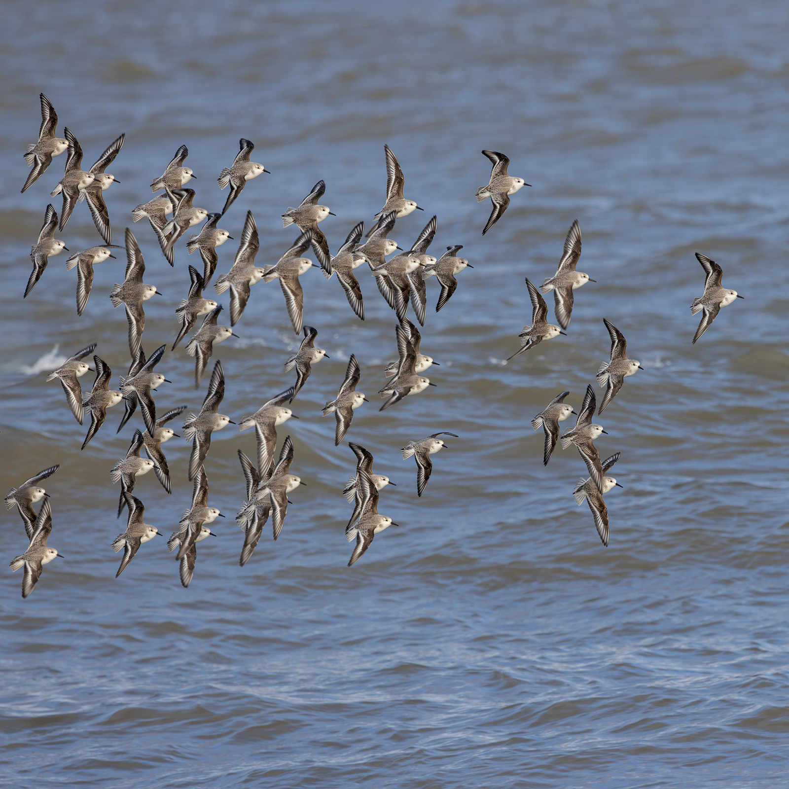 Sanderling