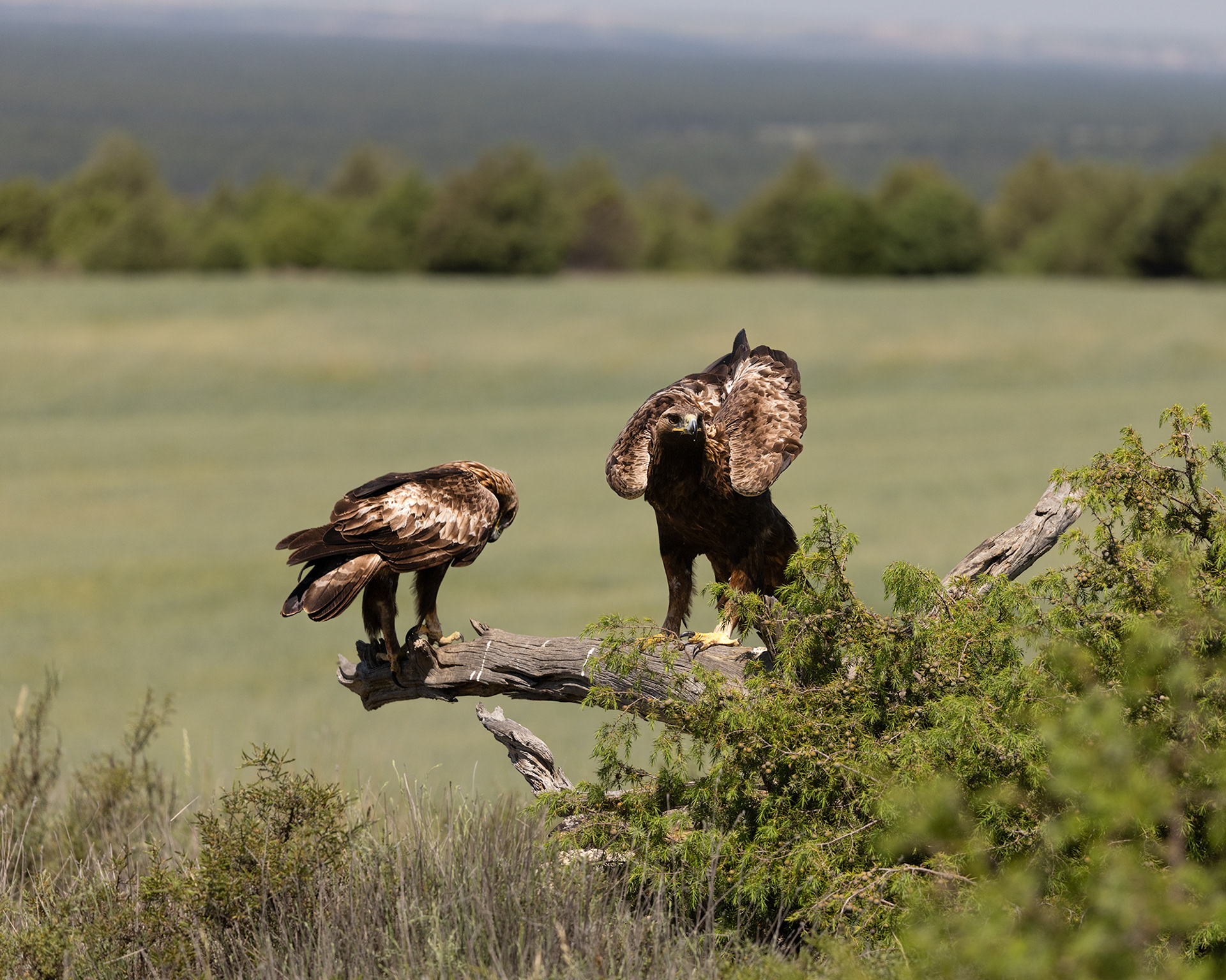 Golden Eagle