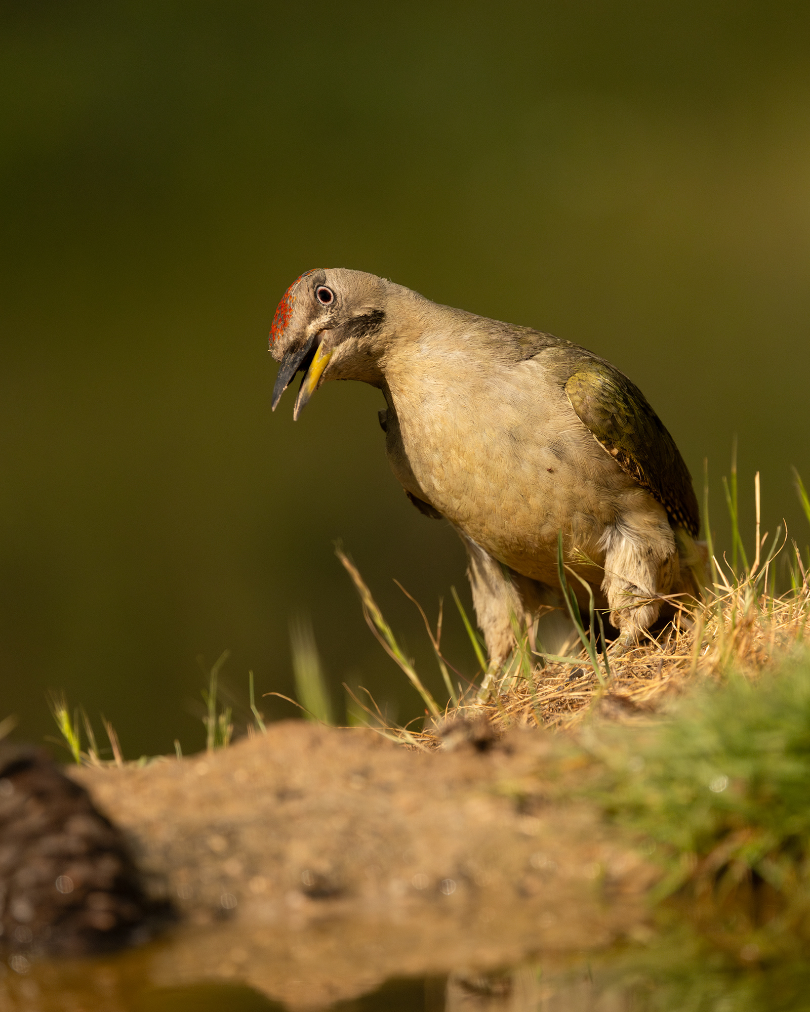 Iberian Green Woodpecker