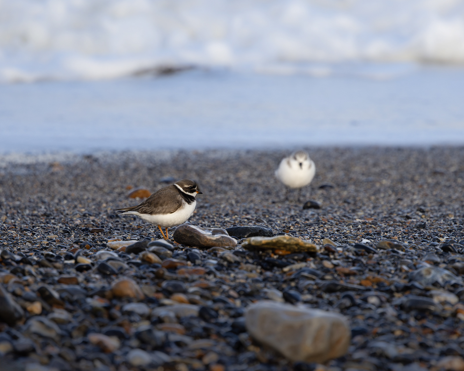 Ringed Plover