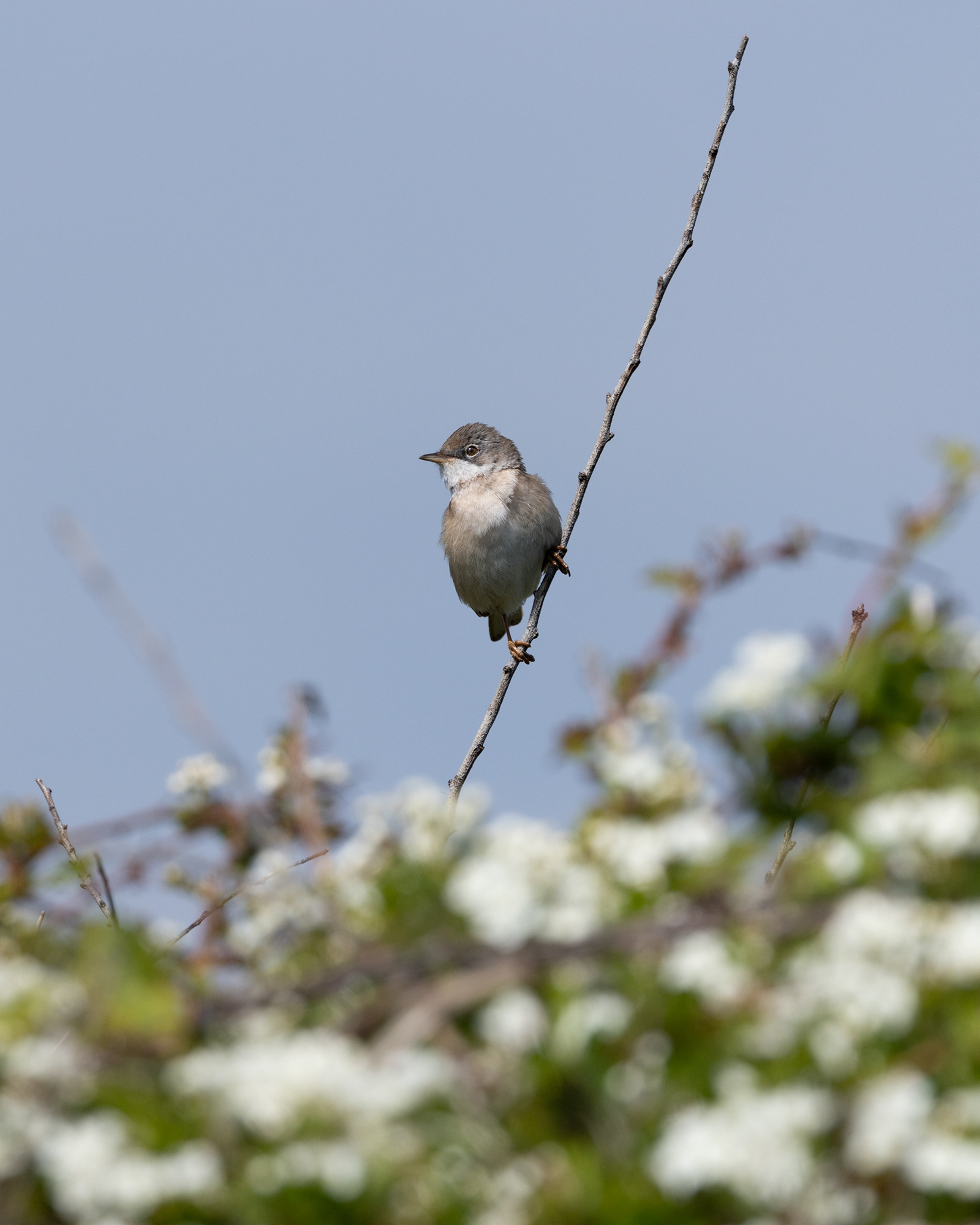 Whitethroat