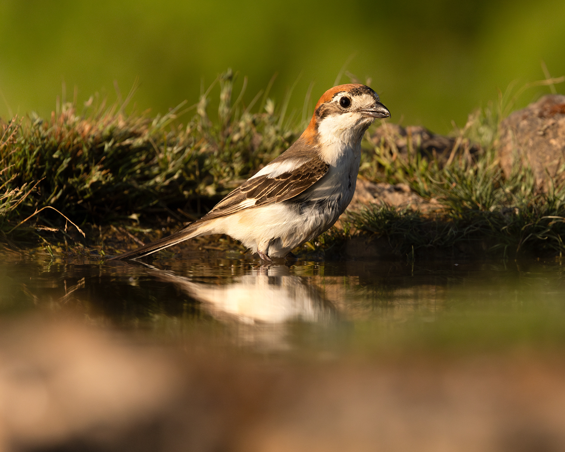Woodchat Shrike