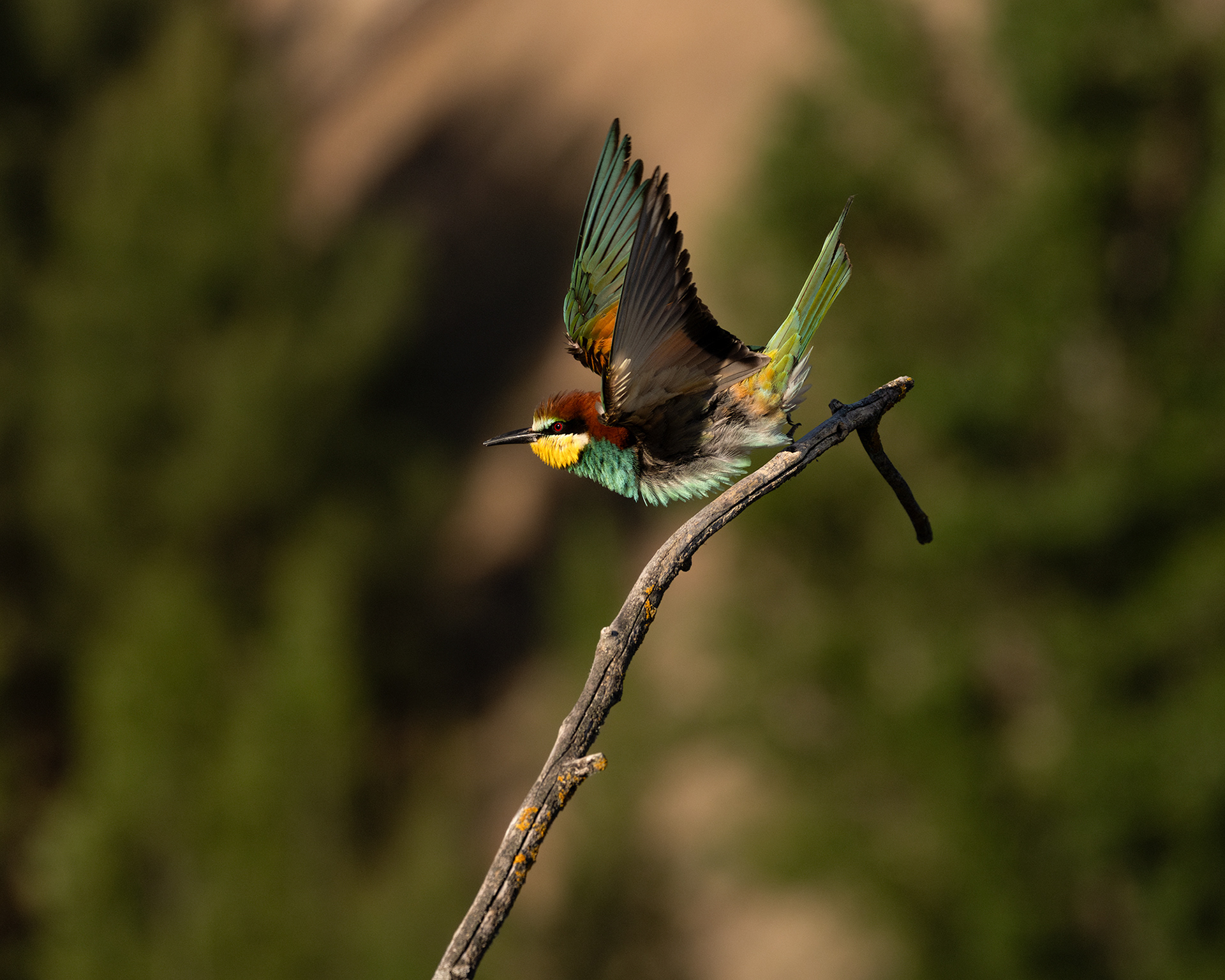 European Bee-eater