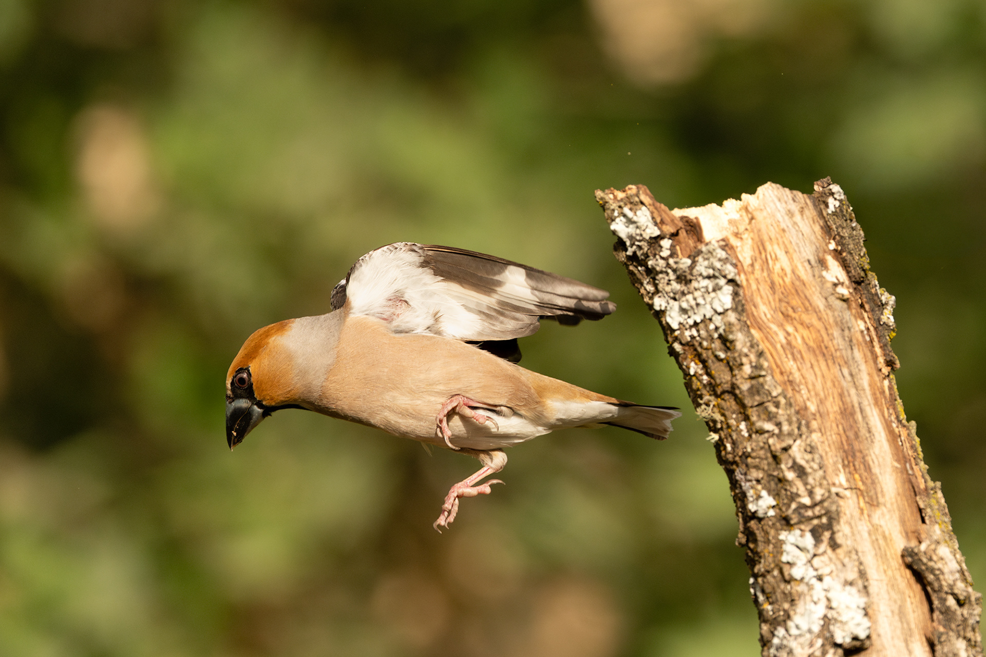 Hawfinch