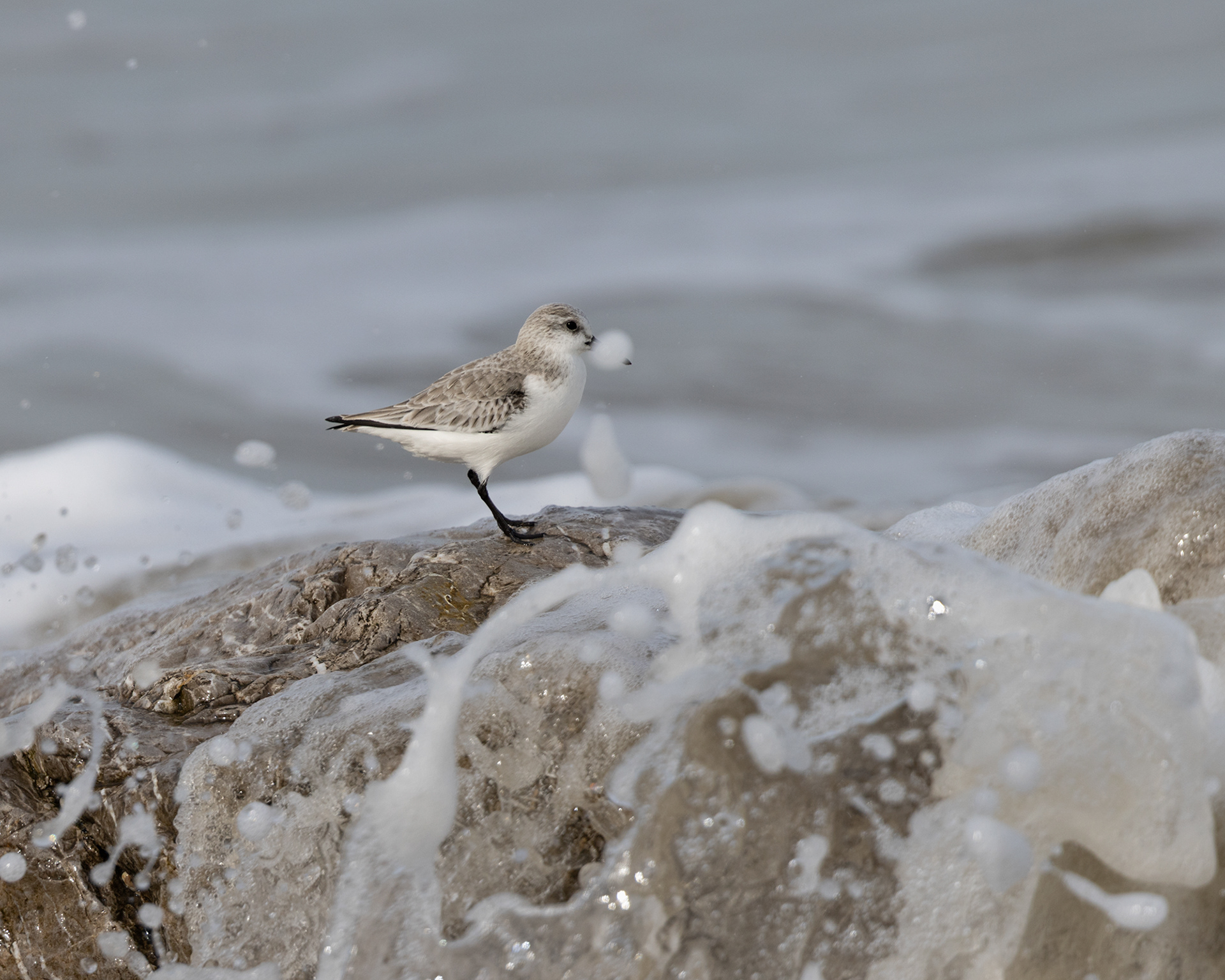 Sanderling
