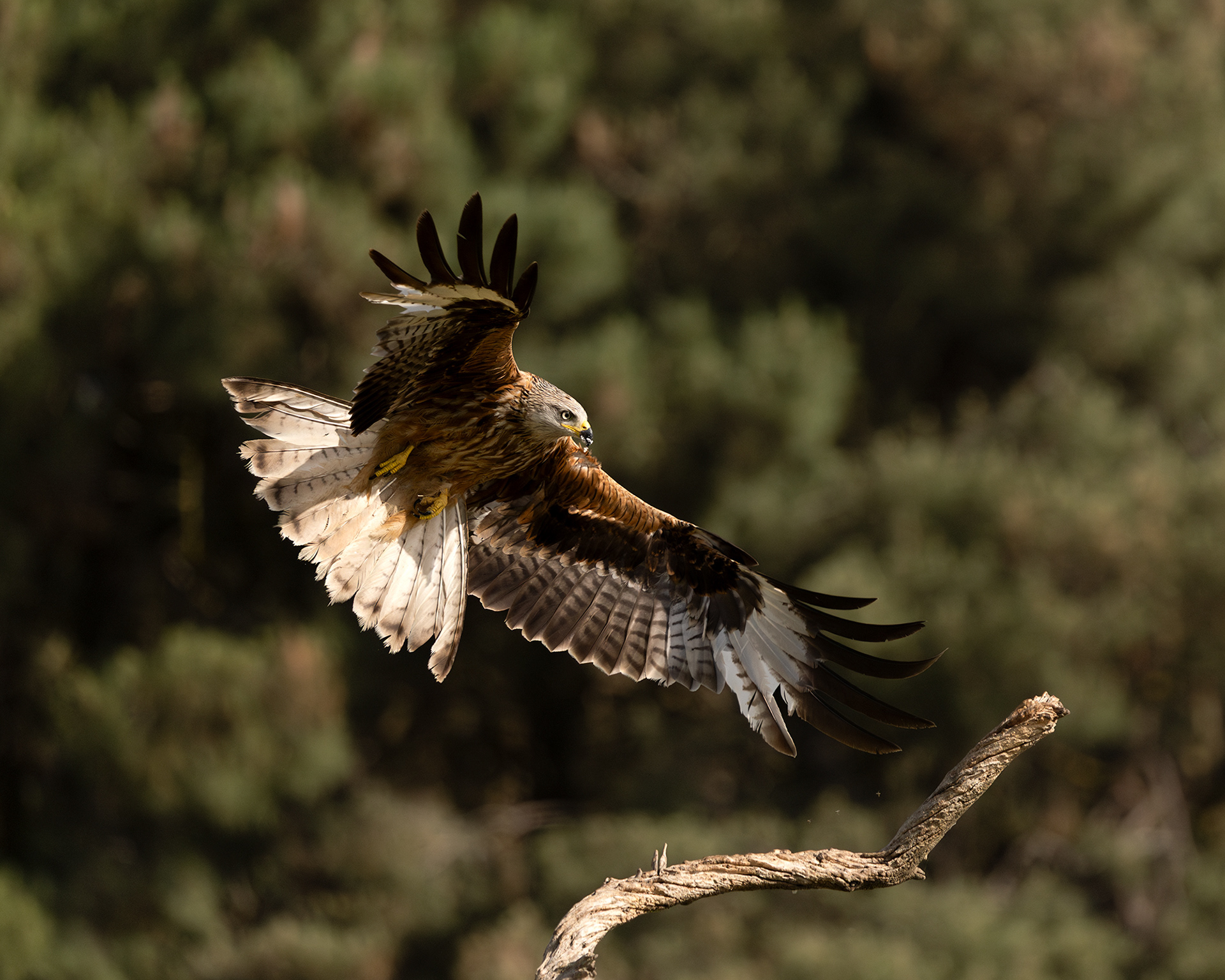 Black Kite