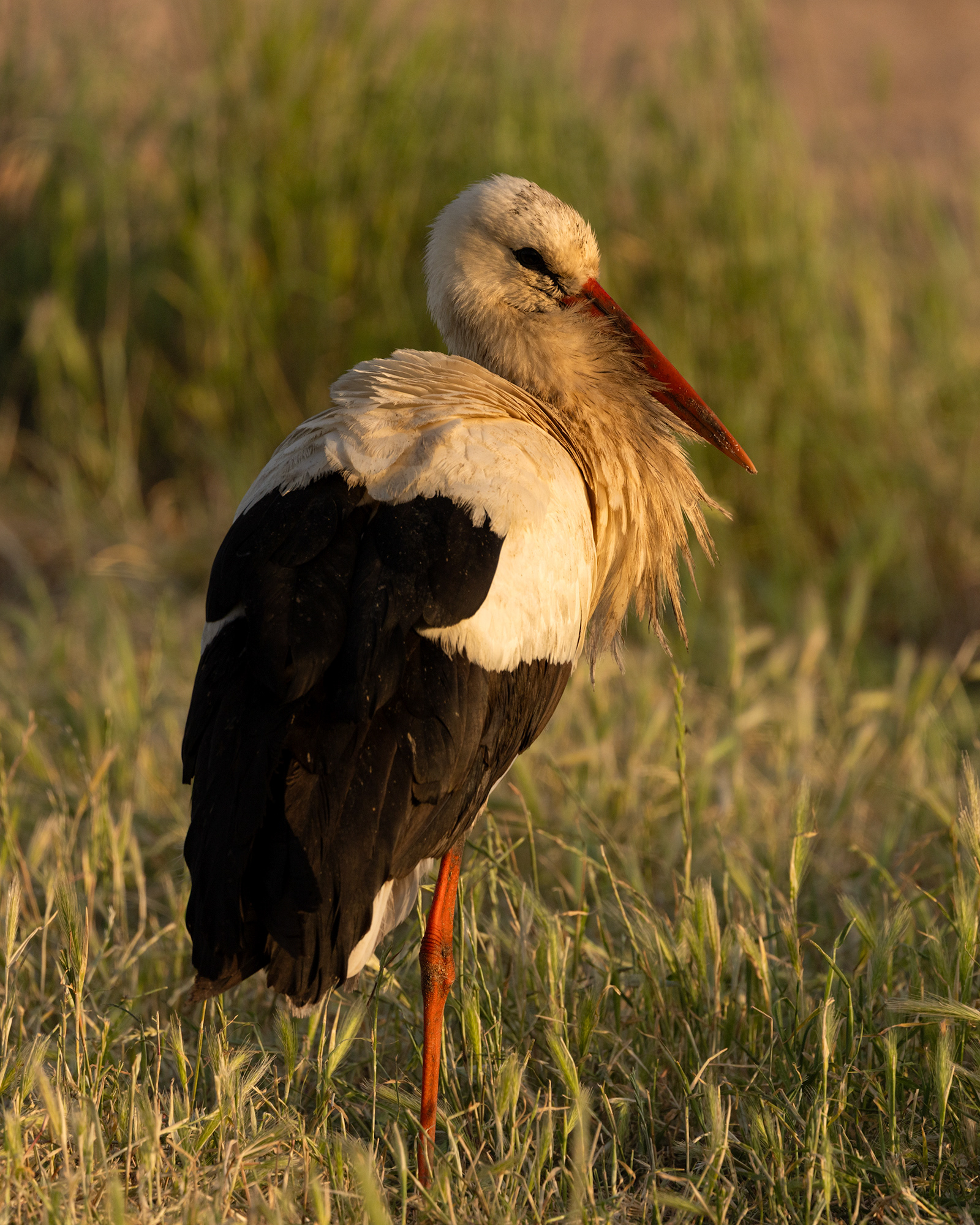 White Stork
