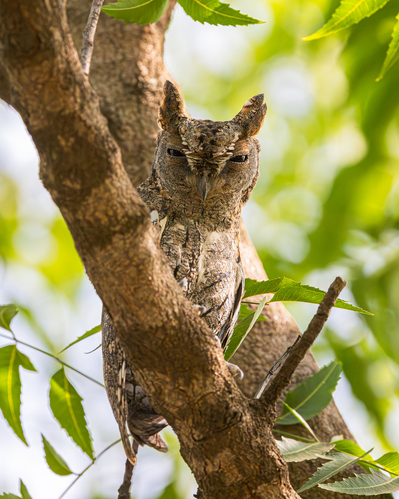 African Scops Owl