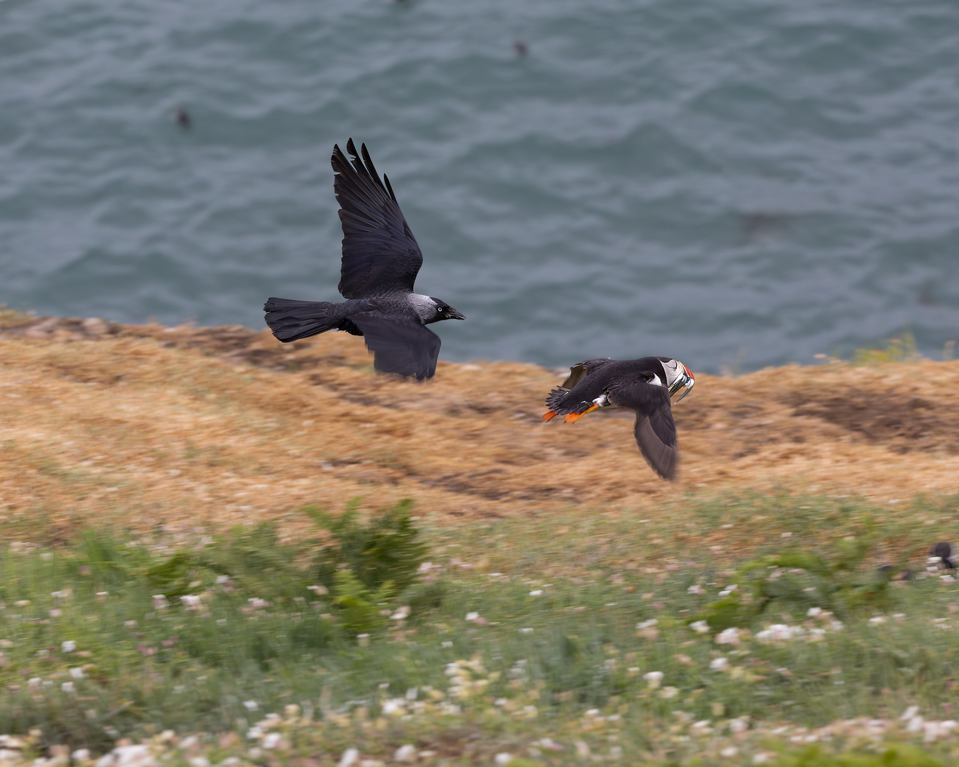 Jackdaw chasing puffin. The puffin escaped with its catch