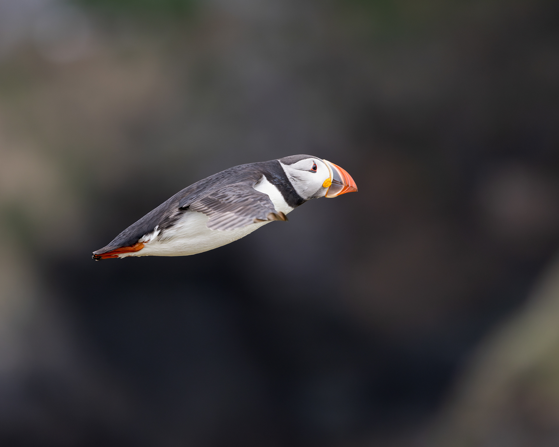 Atlantic Puffin