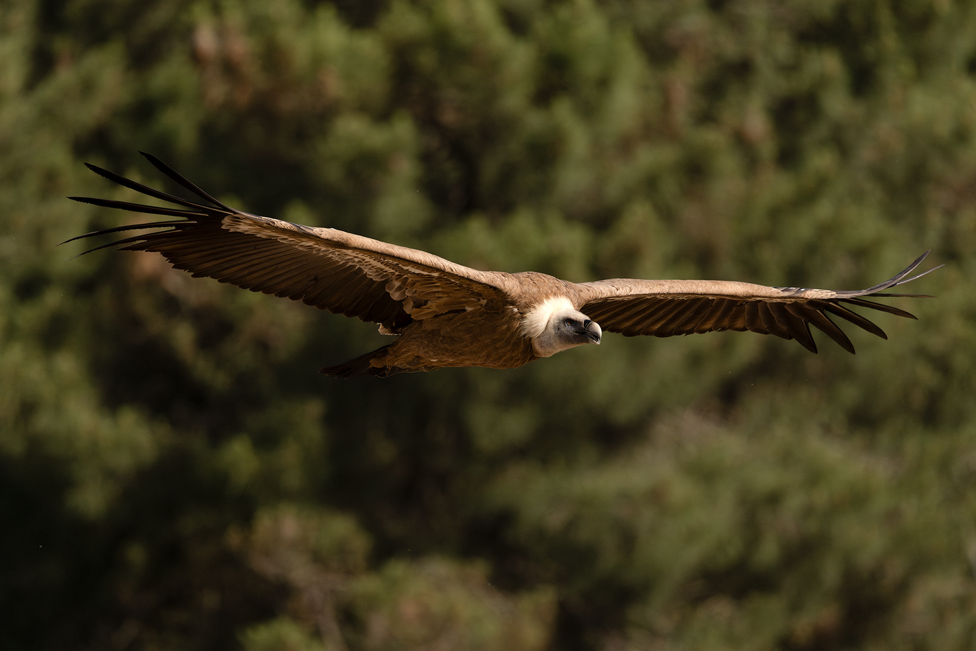 Griffon Vulture