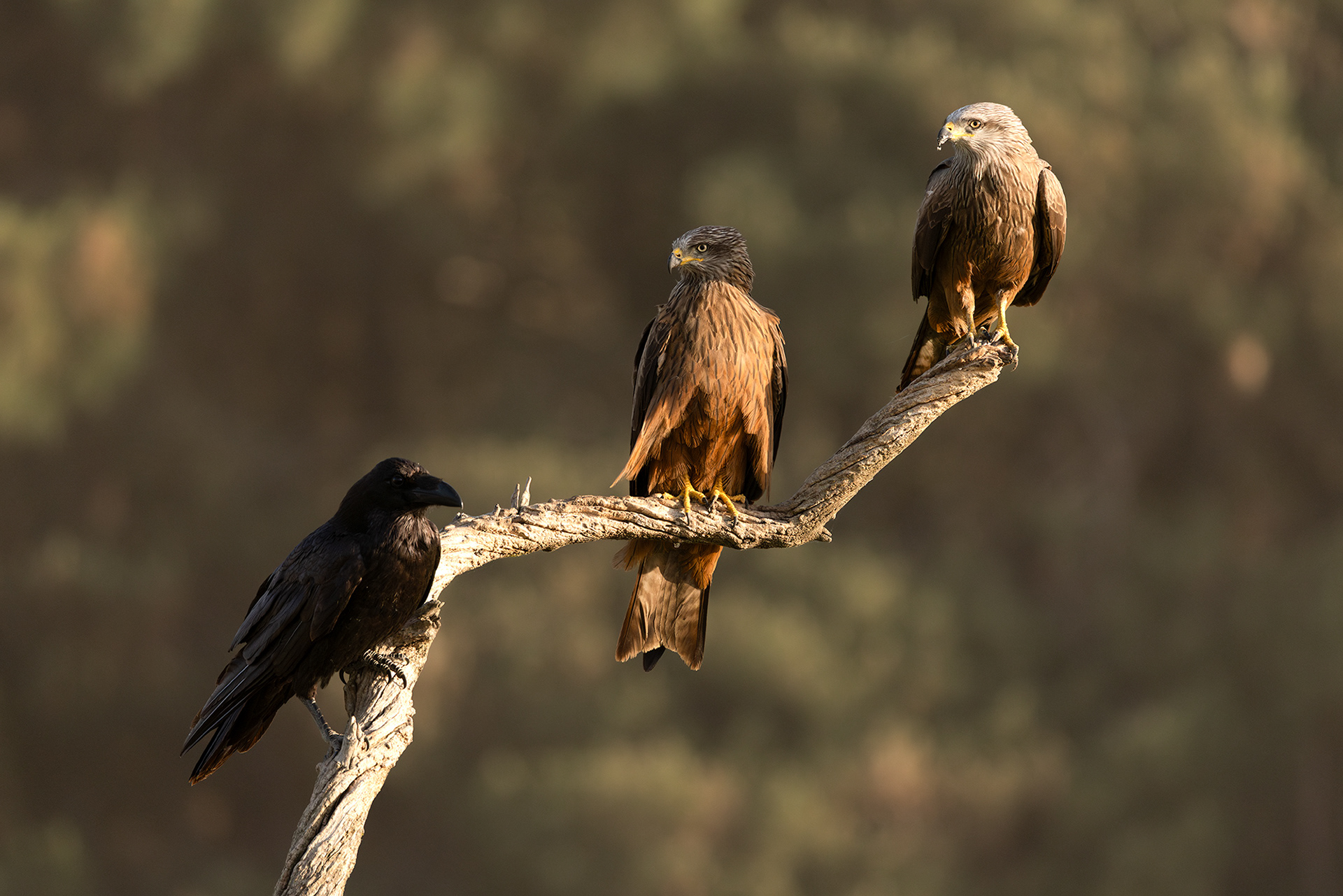 Black Kites and Raven