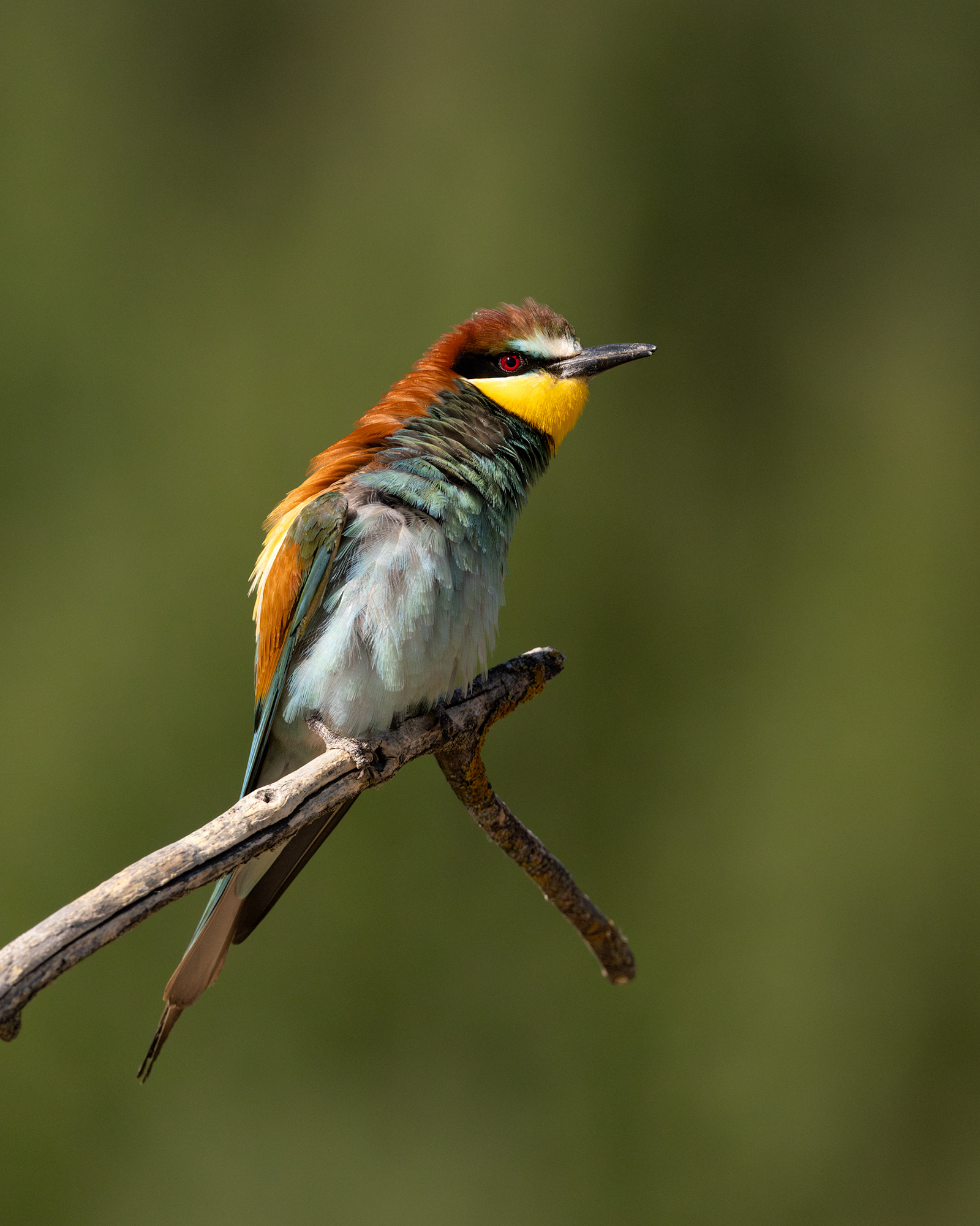 European Bee-eater