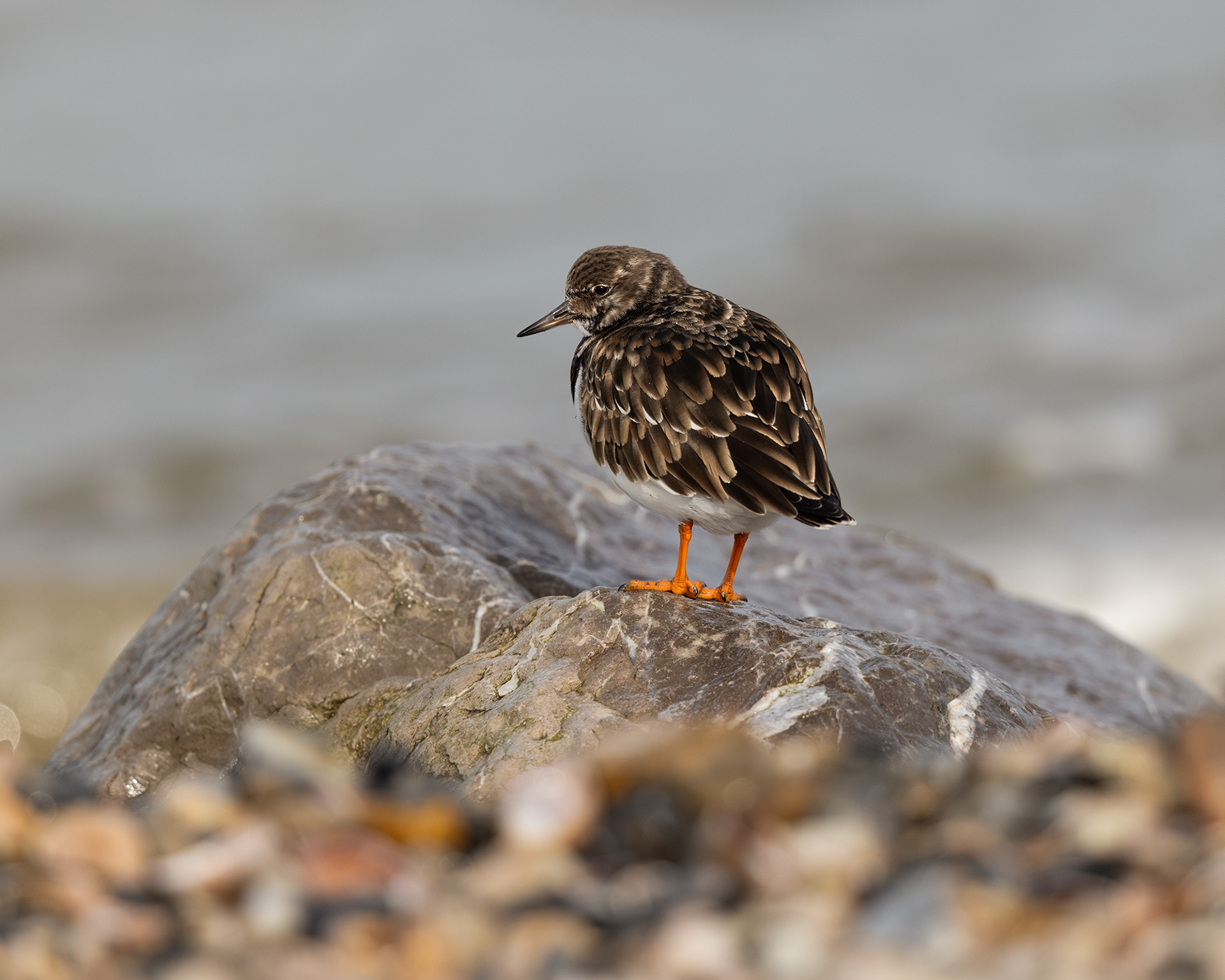 Turnstone