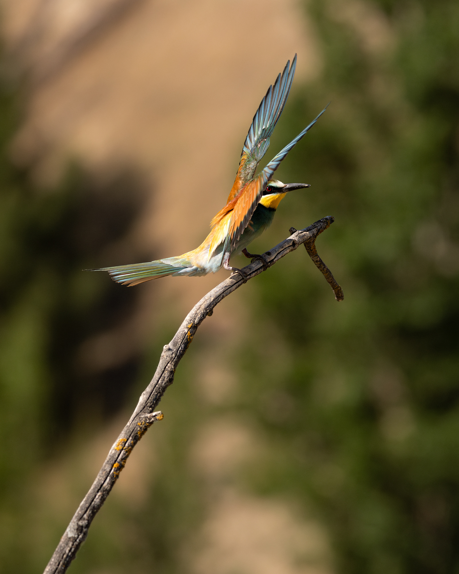 European Bee-eater