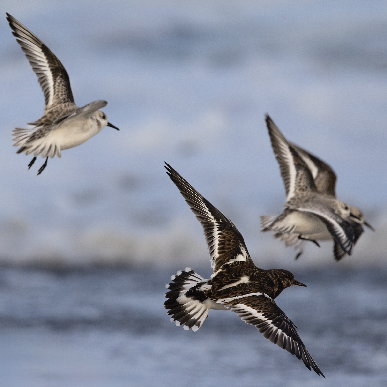 Turnstone and Sanderlings