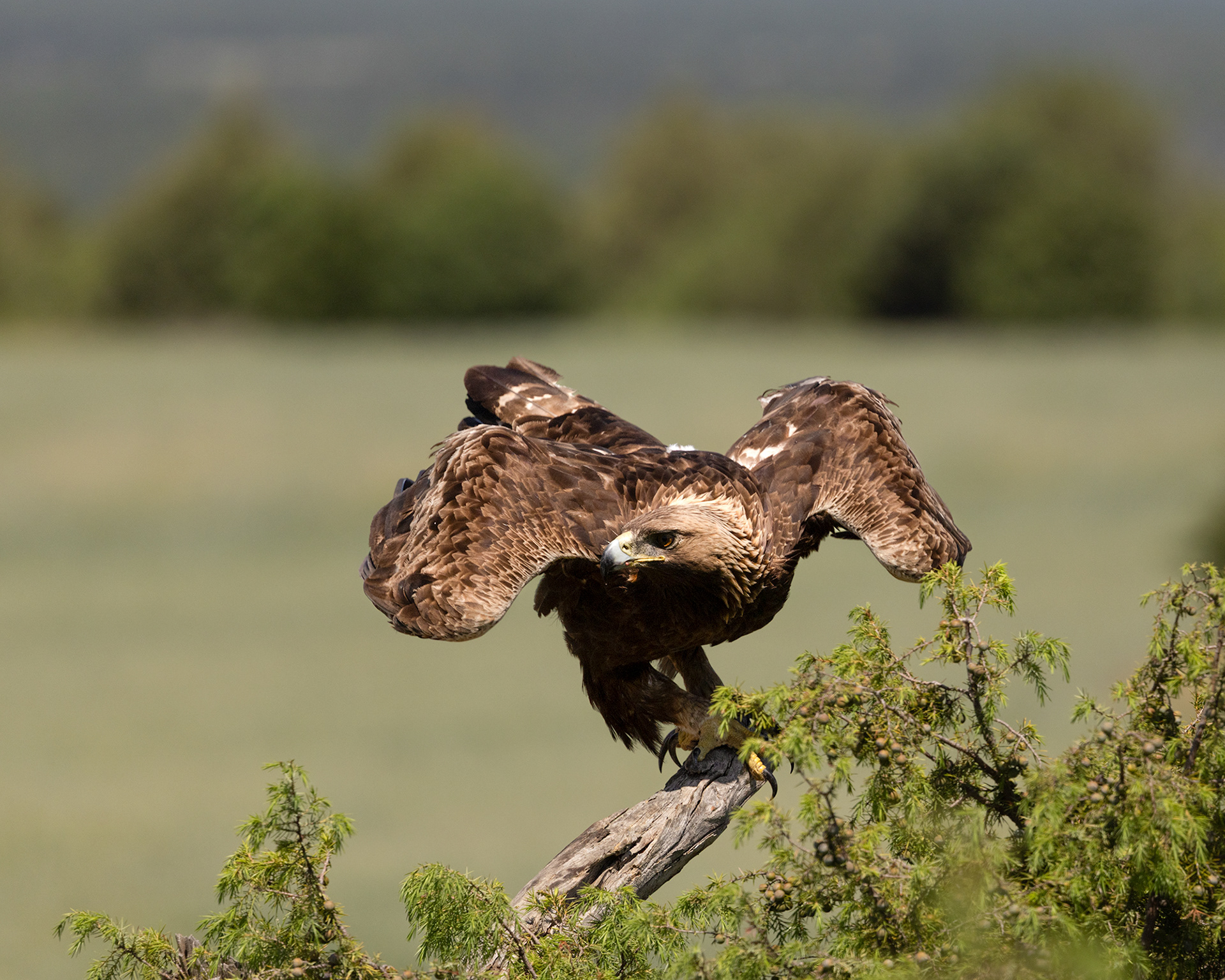 Golden Eagle