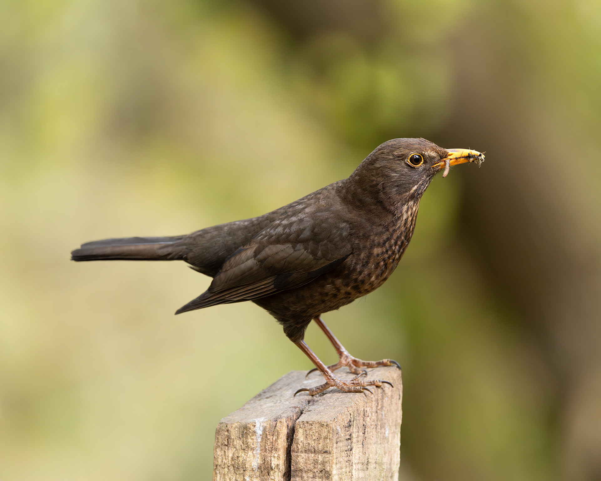 Blackbird (female)