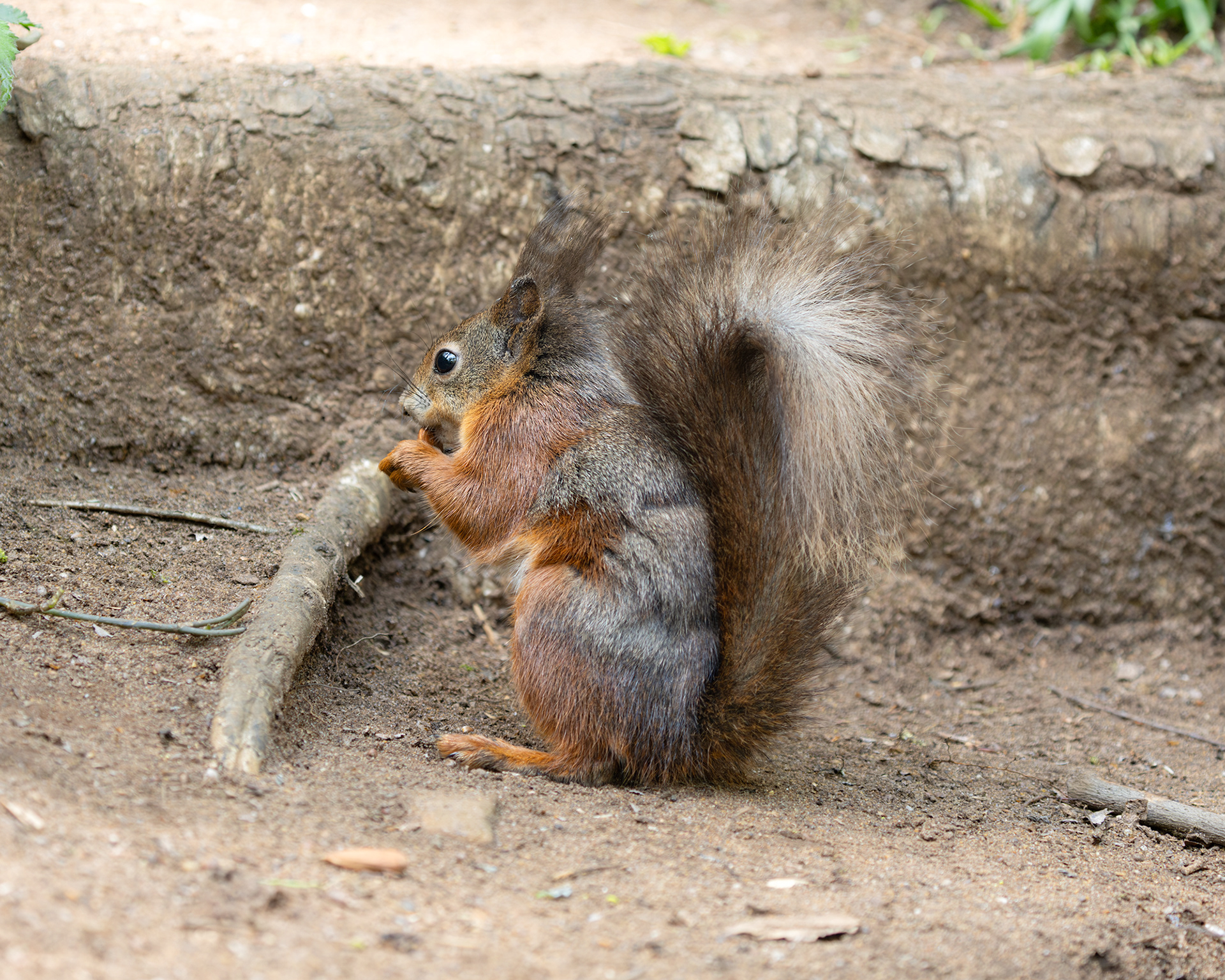 Red Squirrel