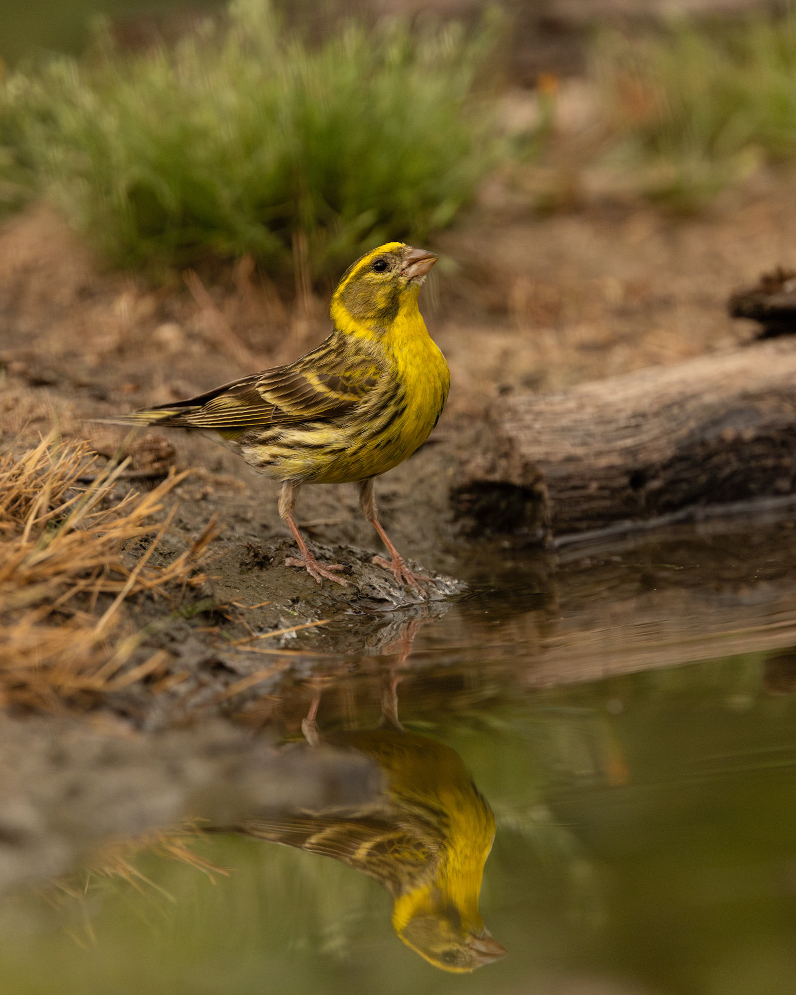 European Serin
